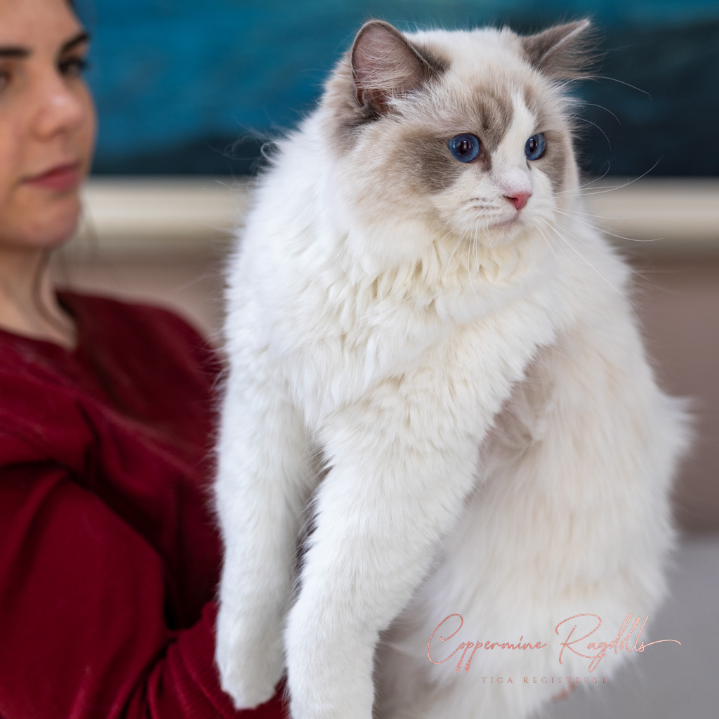 ✨ Meet Iyla! ✨ This gorgeous blue bicolor girl has…