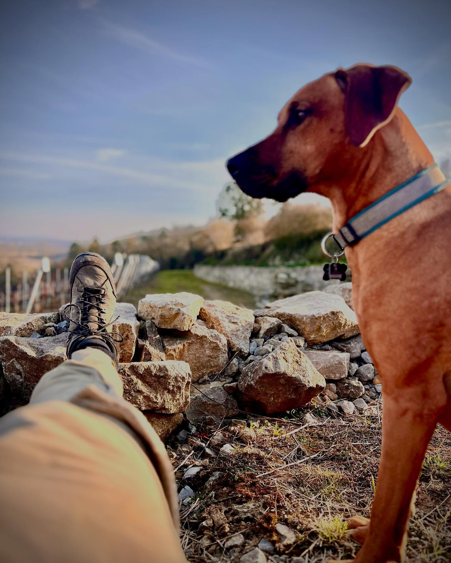Erste Sonnenstrahlen, Lieblingsplatz, Blick auf den Schwanberg. Die Reben sind niedergezogen, jetzt wird nur noch gechillt. Diego ist natürlich dabei – und ein Glas Silvaner oder Scheurebe macht den Moment perfekt. #Weinbergleben #Schwanbergblick #Genuss #MitDiego #ridgeback