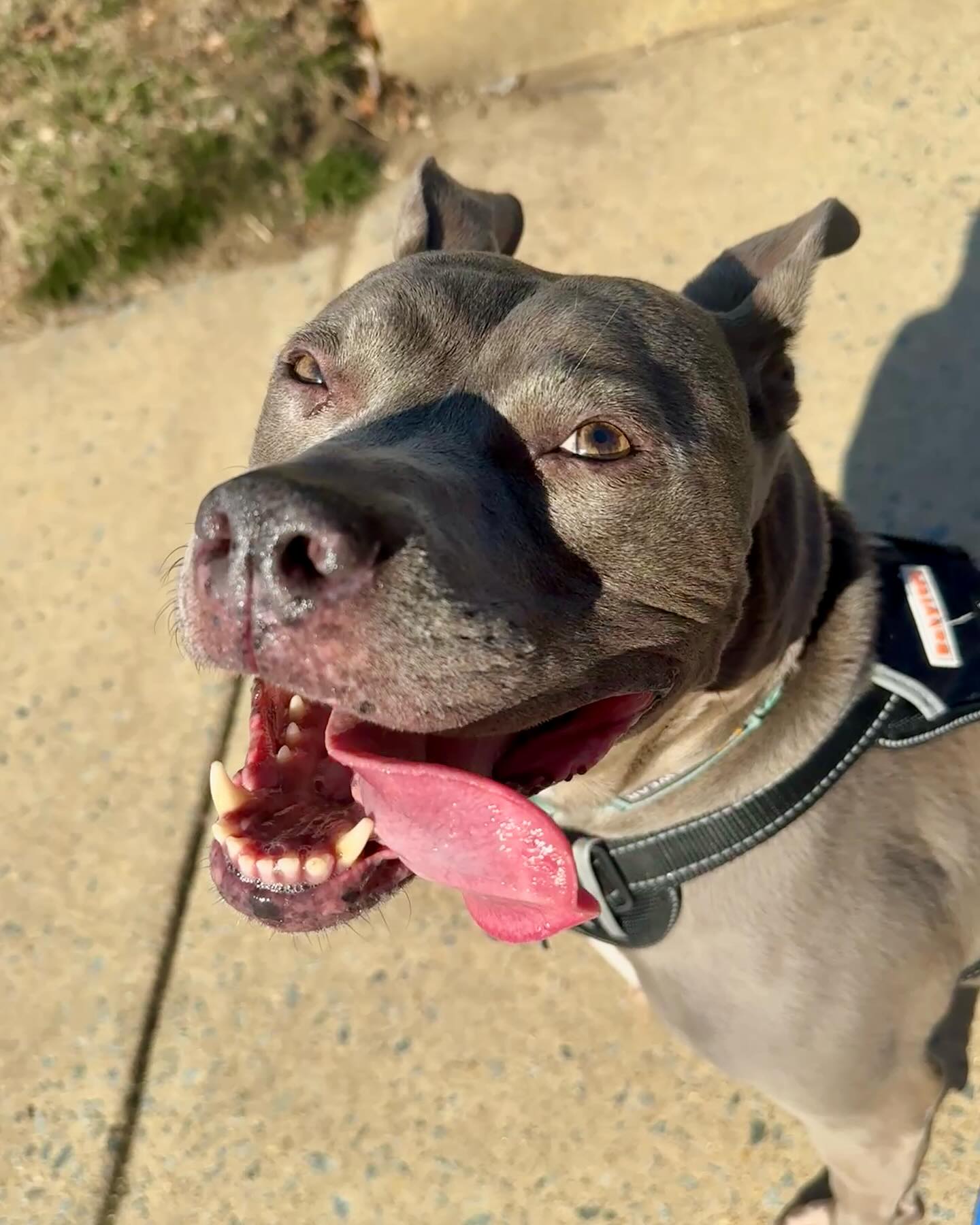 Blue is here and has us all beat for #tongueouttuesday !
#amstaff #blue #tongueout #happydoggo #dogwalker #wilmingtondelaware