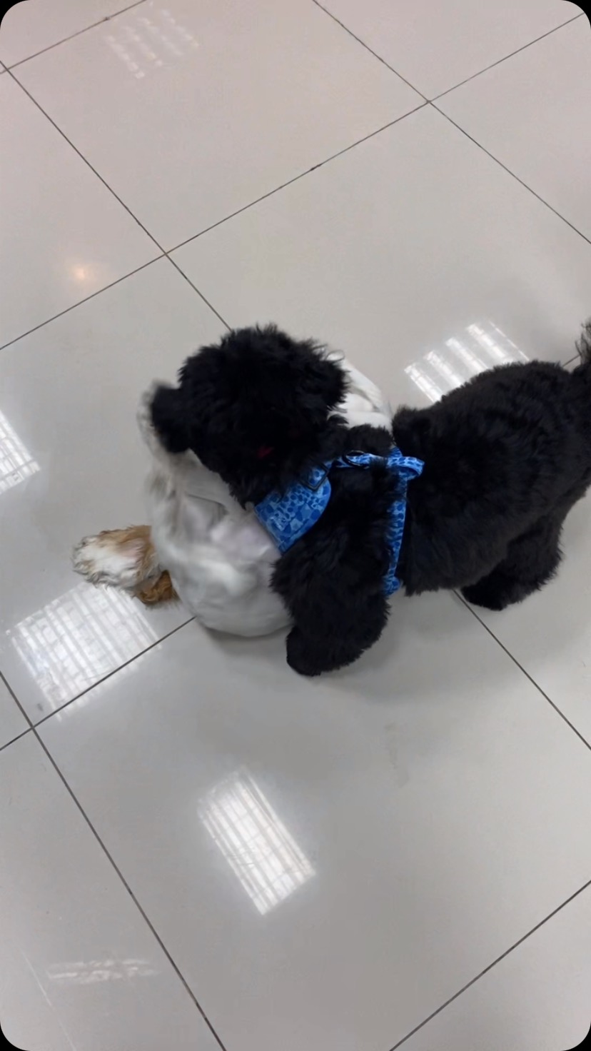 Luna x Charlie 🐶❤️🐶
📱 Call or WhatsApp us on 050 3822 433 for bookings❗️
📍 Dubai - JVC - Al Dana Tower
🗓️ Opening hours : 9AM - 10 PM every day
.
#dubai #dubaidogs #dubaicats #jvc #dubaipets #fluffyfloof