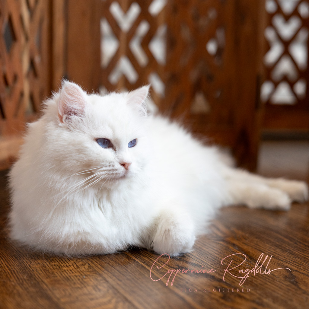 Carol, our blue-eyed white Ragdoll, is completely…