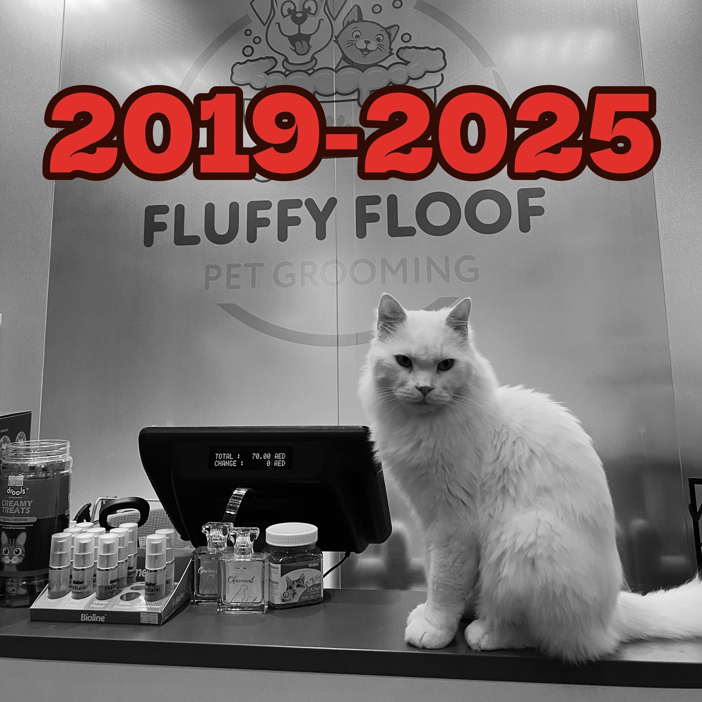 I am posting this with a very heavy and sad heart. Today afternoon my dear baby Snowy passed on to the great cat heaven upstairs.
Those who have been following us for some time remember that i didnt choose Snowy. He chose me, and showed up to the front door of our shop after being thrown out and abandoned by his previous owner.
The past year of his existence has been nothing but joy for him. But he had many underlying medical issues that none of us were aware of.
He didnt even show a single symptom until it was too late. He fought really really hard towards the end, but he succumbed to his illnesses.
Alot of people will miss you Snowy ❤️🕊️
None of us will ever forget you.