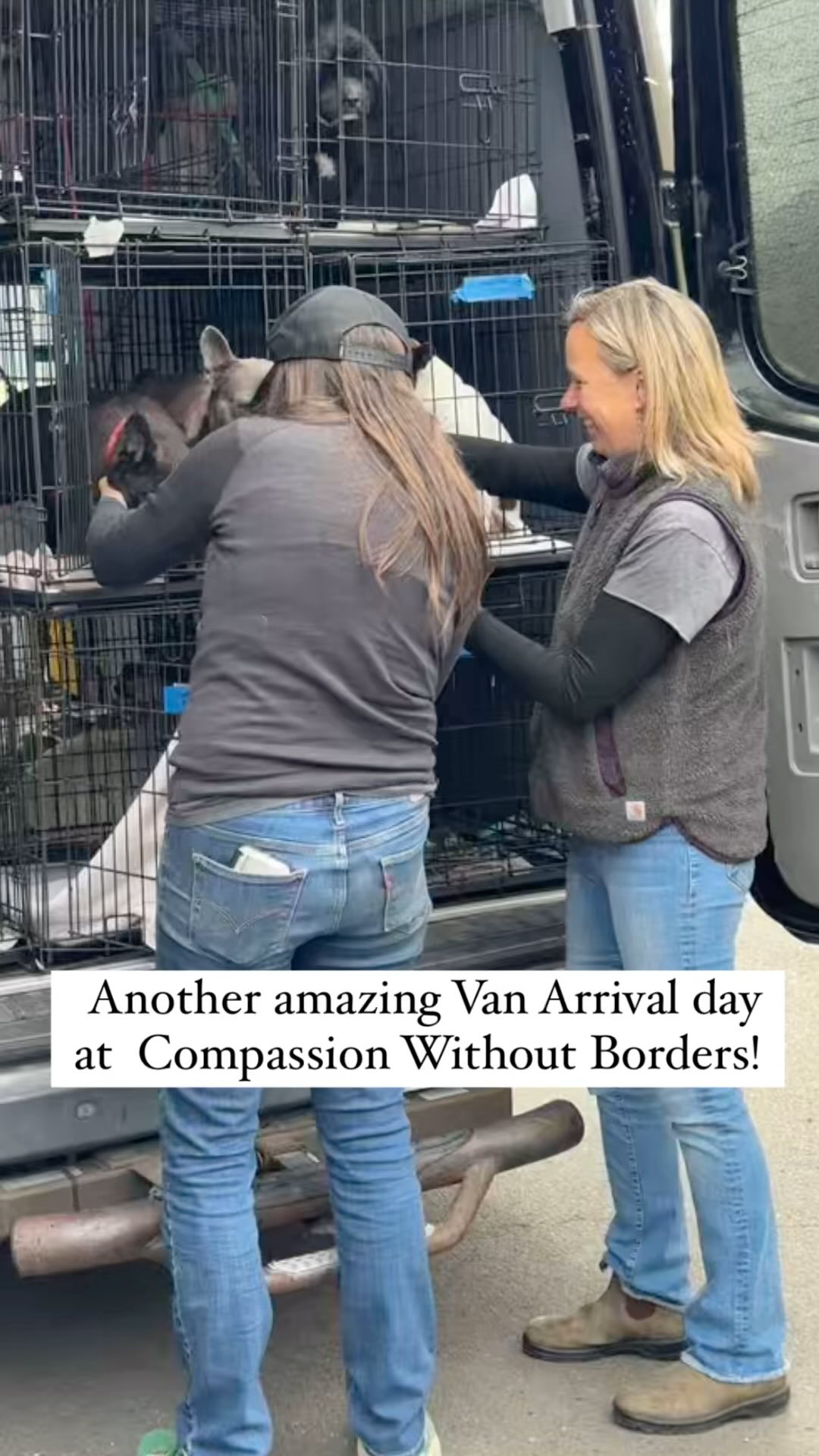 Supporting these incredible pups through this part of their journey is so fulfilling! So grateful to be a part of this beautiful community! Check out the newest arrivals and learn their stories at www.cwob.org