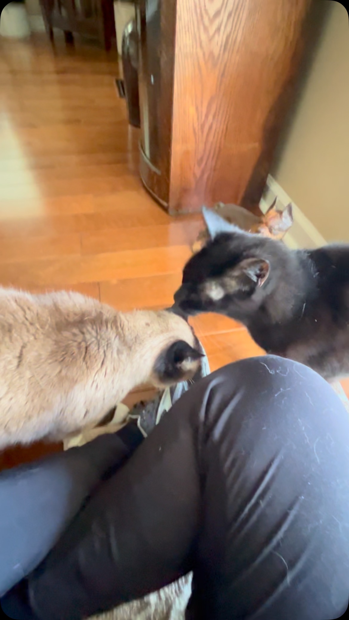 Purrsday vibes with Tyson 🐈⬛ and Ping 🐈.