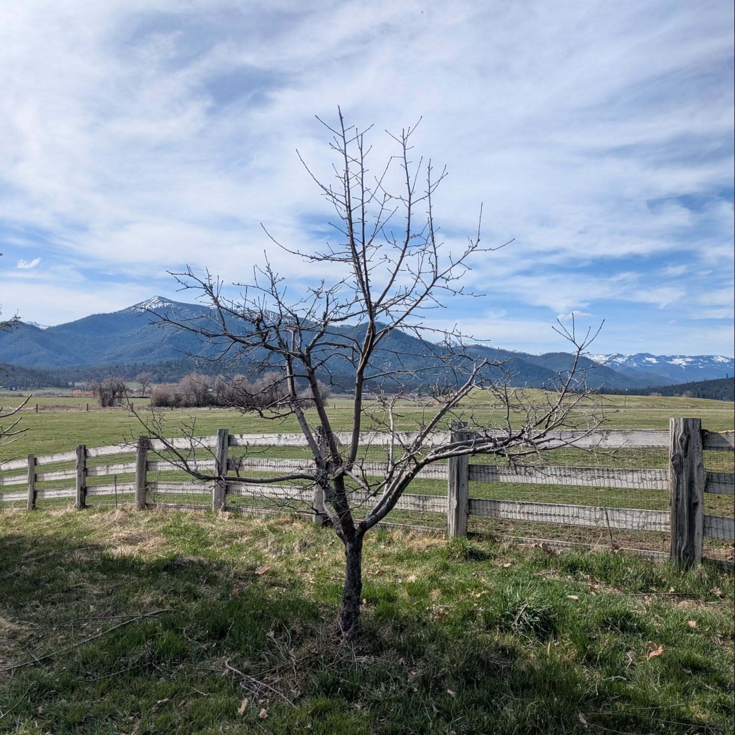 Fast becoming an orchardist #fruittrees #winterpruning #orchard #homeorchard #orchardist #cyclingarborist