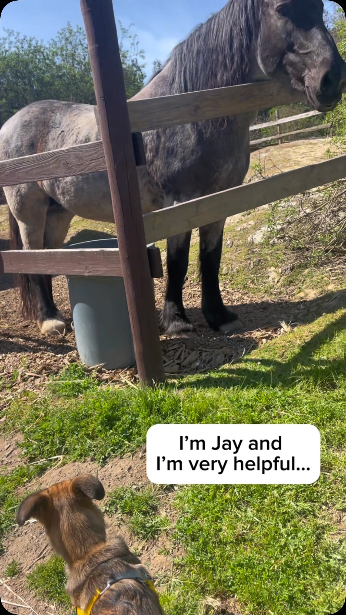 I’m Jay and I’m the best foster pup ever. I love helping my foster mom out with chores. Soon I will be ready for my forever home! Contact adopt@cwob.org.#cwob