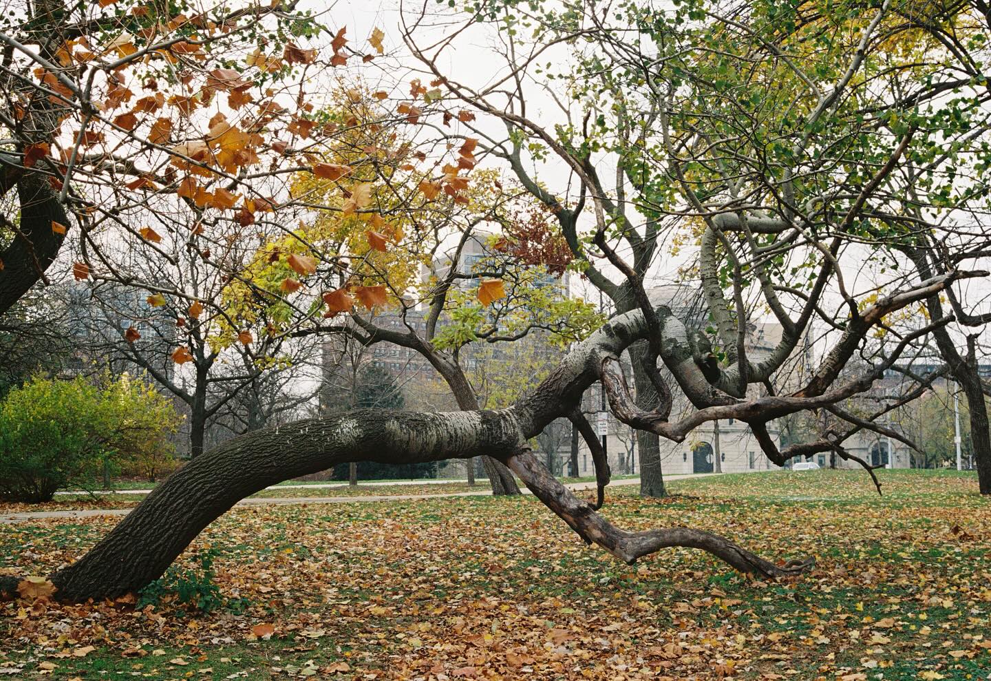 a keeling tree, a keeling visual poem from the keeling archives 🌀📍