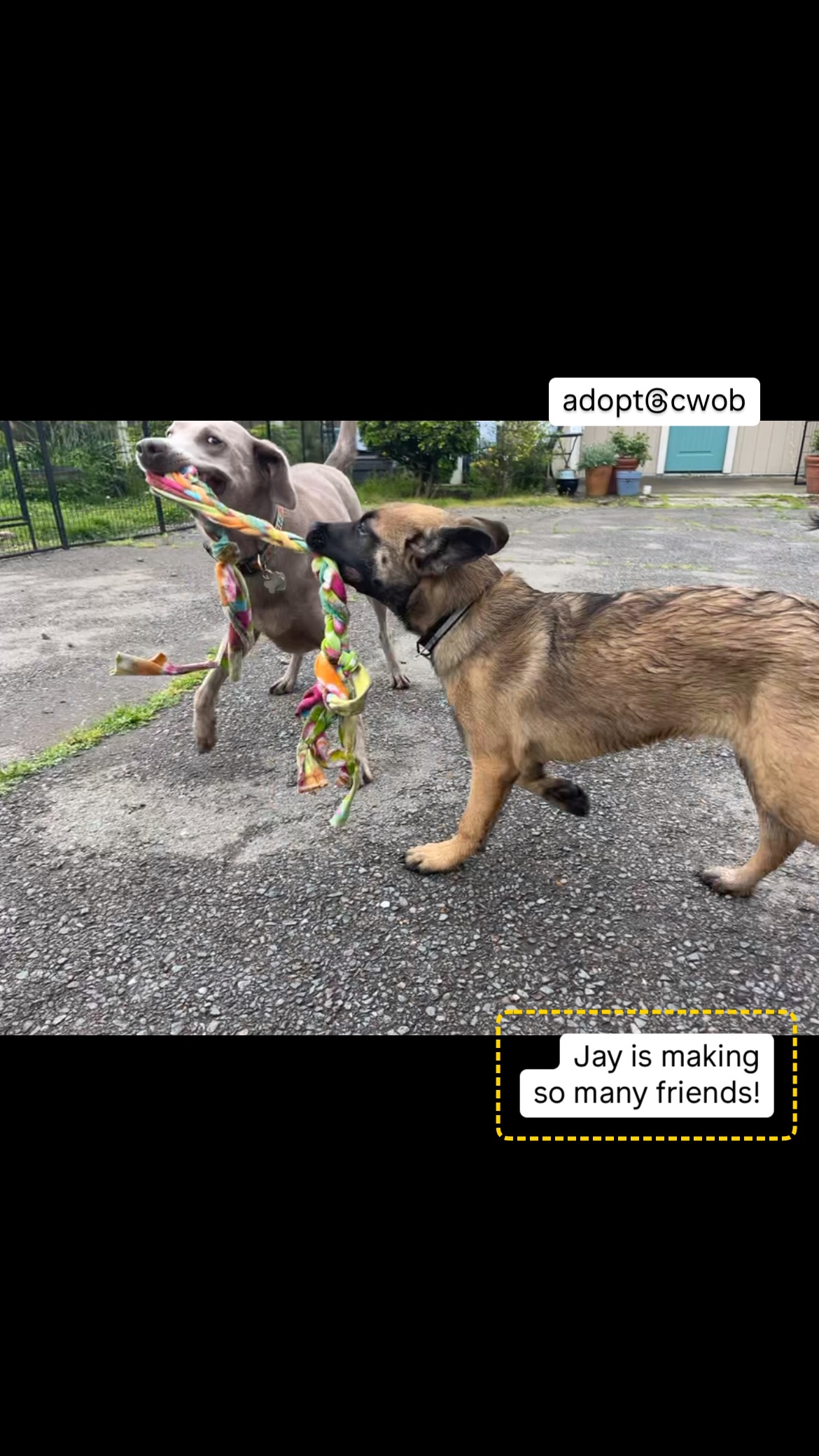 Jay is such an amazing universal player! Find out more about him at adopt@cwob #cwob