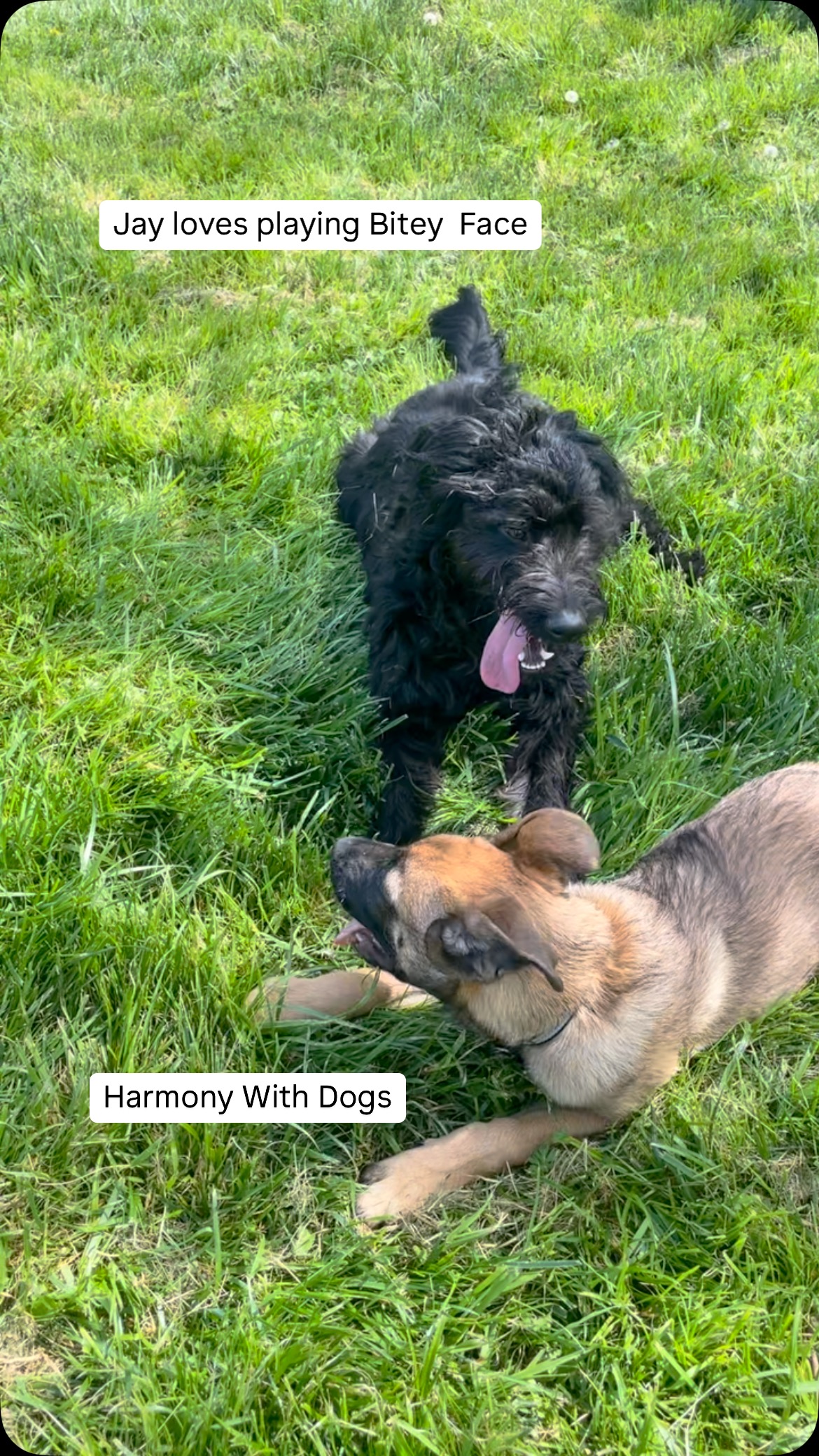 Jay got to play with another puppy today and man did they have fun! Thanks for bringing him over @marink9 #cwob #caninebehavioreducation