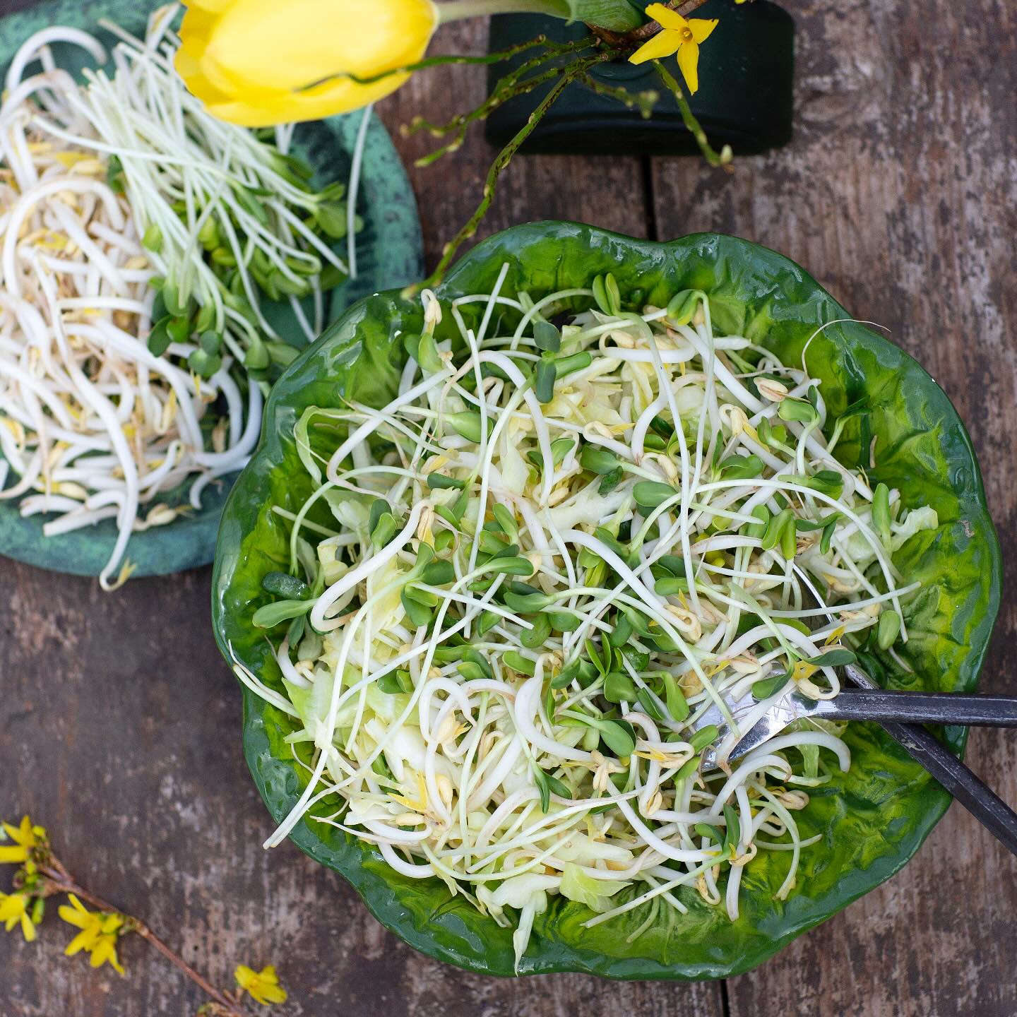 Böngroddar och solrosskott är en perfekt bas i sallader 🌱 Enkelt, nyttigt och gott 😋
#solrosskott #böngroddar #svenskodlat #sallad #närodlat #frånsverige #grönsaker #grönt #vitaminer #nyttogront
📷 @annikasnaturligating ✨