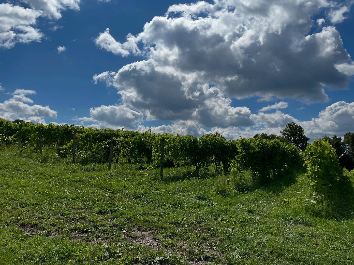 ?HAPPY EARTH DAY!?
Atwater Vineyards is committed to sustainable viticulture practices to obtain healthier vineyards, increase the quality of our wines, and ultimately create a safer environment for ourselves, our neighbors, and Seneca Lake.
We were among the first cohort of vineyards receiving the New York Sustainable Winegrowing Certification. Certification is based on science backed regionally defined standards and independent third-party audits and reflects our commitment to environmental, social, and economic sustainability. You can see the NY Sustainable Winegrowing trustmark on our labels.
Beyond the vineyard, we also strive to implement sustainable business practices throughout our facilities. We compost all organic waste, forgo the use of capsules on our bottles, and offset our electric use through solar farm Wallace Farms. We continually endeavor to reduce our footprint and decrease our environmental impact.