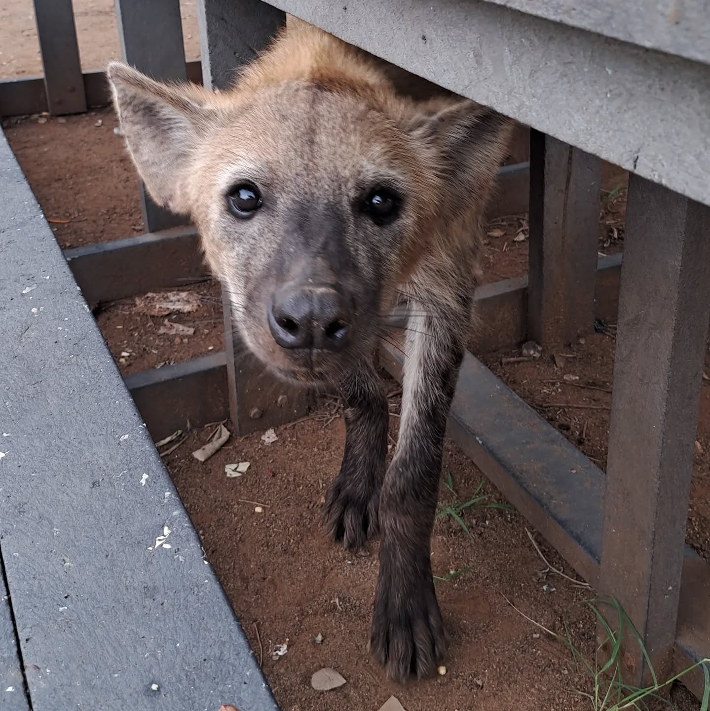 A curious young hyena watched me from underneath the picnic table...🐾
Follow:👇
@kedibone_safaris
www.kedibonesafaris.com
E-mail: info@kedibonesafaris.com
Call +27615031268 to book your safari in Kruger!
#kedibonesafarifamily #myafricandream #hyena #spottedhyena #scavenger #animalfights #hunter #predator #action #exploremopani #bigcatsforever #krugernationalpark
#bestsafaribyfar #gamedrives #wildlife #wildlifephotography #wildlifelovers #nature #natgeowild #wildographydudette #safariphoto #phalaborwaco #Africa #southafrica #girlpower #wedotourism
@krugernationalpark @phalaborwa.co.za @renataewaldwildlifephotography
