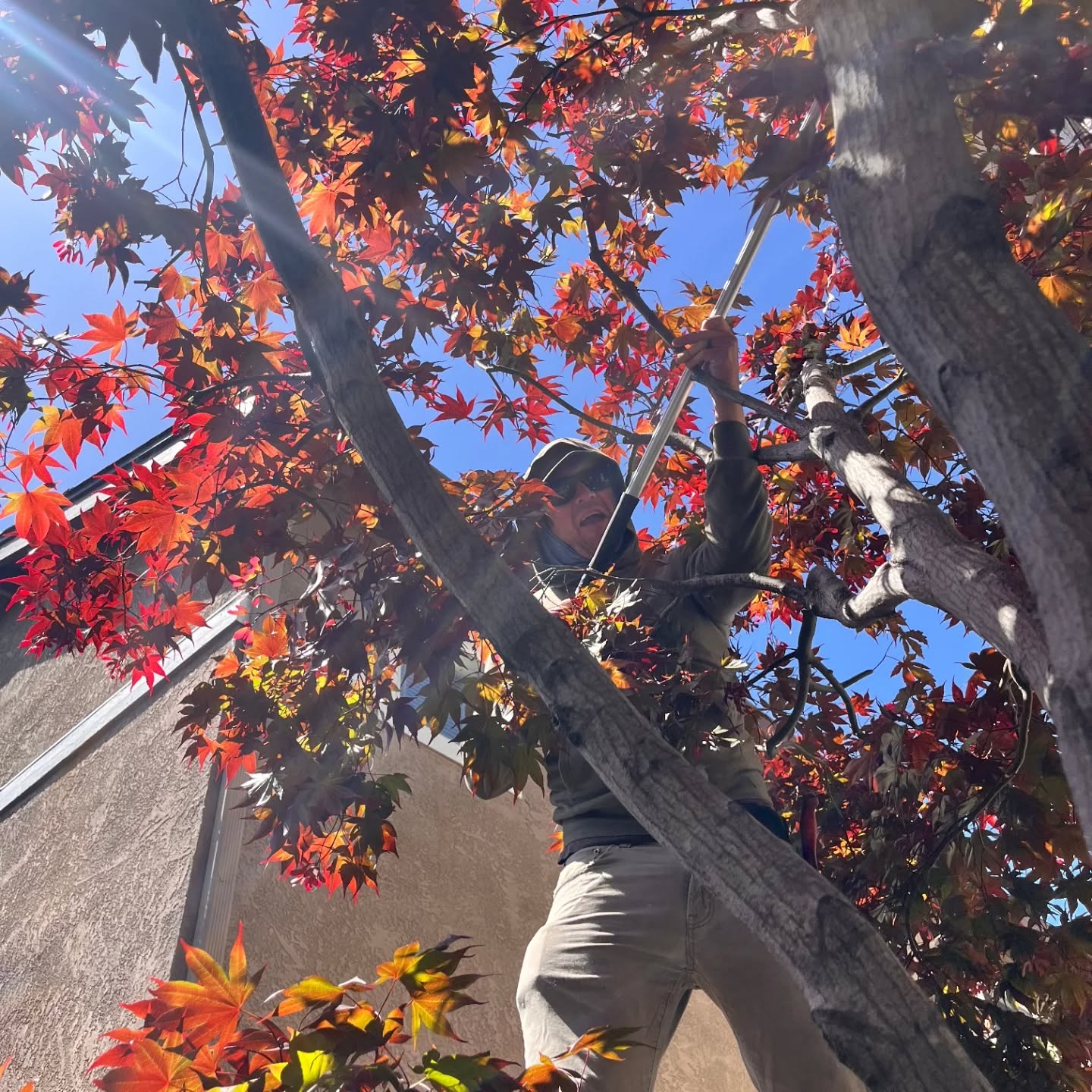 Back at it in Alameda! #springpruning #treepruning #aestheticpruning #arborist #cyclingarborist #alameda #theisland #alamedaca #alamedacalifornia