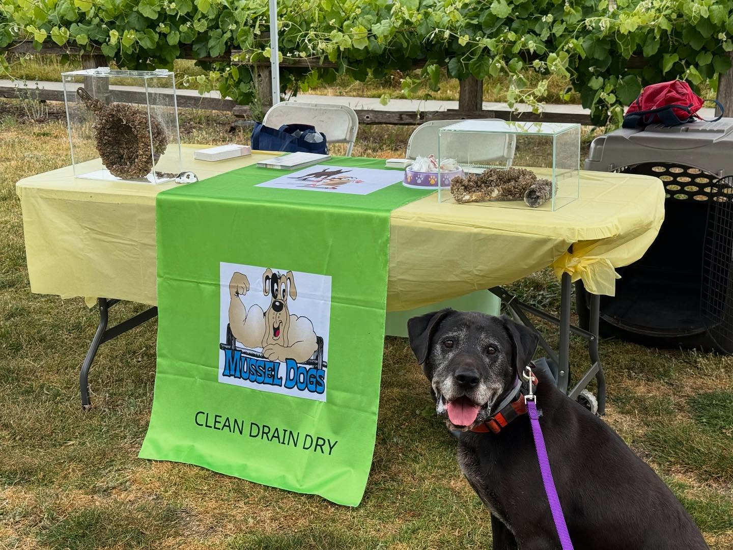 Come say hello to Barni and learn about the excellent work he does keeping #invasivemussels out of the Santa Clara County Parks.