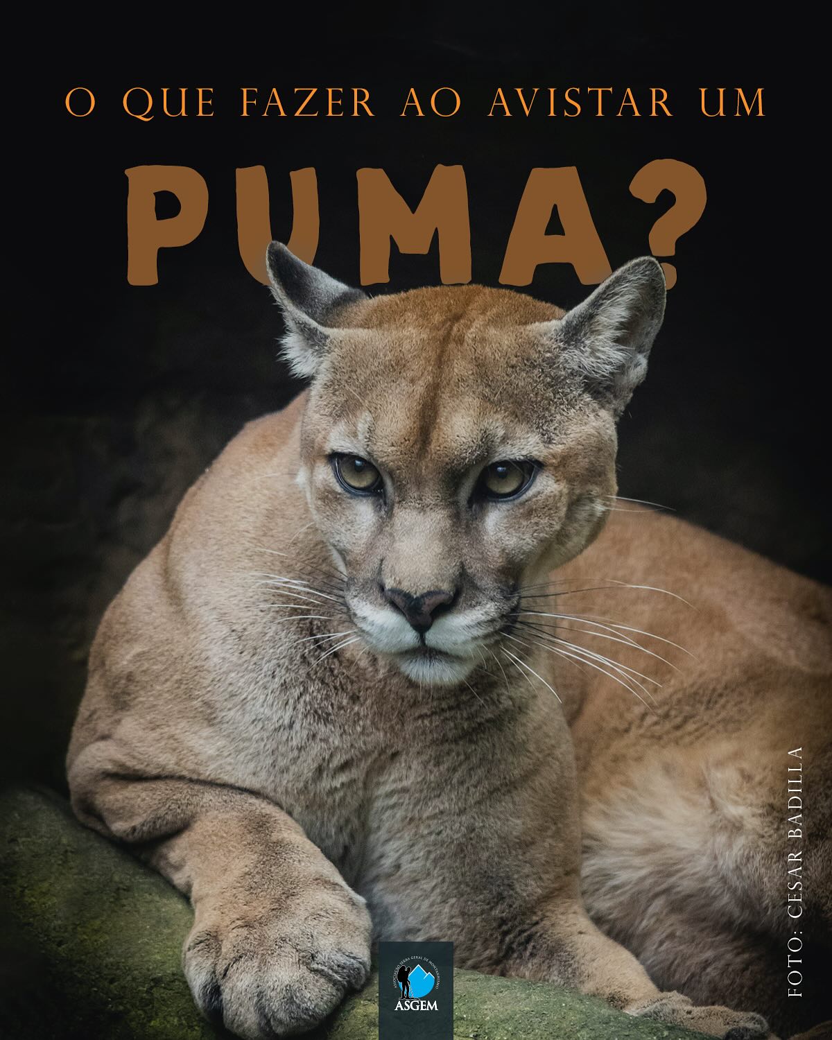 🐆 Avistar um puma na natureza é raro, mas é essencial saber como agir! 🌿
Você sabia que o Puma Concolor, conhecido também como suçuarana, leão-baio ou onça-parda, pode ser encontrado do Canadá até a Patagônia?
É o felino com a maior distribuição geográfica do planeta! No Brasil, ele vive em diversos biomas, como a Amazônia, Caatinga, Cerrado, Mata Atlântica e Pantanal. Especificamente em nossa região temos a presença desse felino em toda Serra Geral.
Infelizmente, esse felino enfrenta ameaças como a perda de habitat, caça e atropelamentos. Por isso, é essencial promover sua conservação e entender como agir em um encontro inesperado. 🧐
✔️ Organize-se antes de adentrar na naturea:
🔹 Informe-se sobre a fauna local e possíveis avistamentos.
🔹 Caminhe em grupos para reduzir o risco de encontros.
🔹 Faça barulho! Converse, cante ou bata palmas para sinalizar sua presença.
🔹 Mantenha crianças e animais de estimação próximos e sob supervisão.
🔹 Evite horários de maior atividade dos pumas: amanhecer e entardecer.
🔹 Leve um apito e, se permitido, spray de pimenta como medida de dissuasão.
⚠️ Em caso de encontro com um puma:
🚫 Não corra! O movimento pode ativar seu instinto de caça.
🔸 Mantenha-se firme e olhe para o animal sem fixar nos olhos.
🔸 Se estiver com crianças ou pets, proteja-os mantendo-os próximos.
🔸 Tente parecer maior: levante os braços ou abra sua jaqueta.
🔸 Faça barulho! Grite, assobie ou buzine.
🔸 Recue lentamente e dê espaço para que o puma se afaste.
🔸 Se houver filhotes, evite ficar entre eles e a mãe.
🔸 Se for atacado, lute! Use pedras, bastões ou mochilas como defesa.
Pumas raramente atacam humanos e geralmente evitam o contato. Respeitar seu espaço e entender seu comportamento são essenciais para a coexistência.
A coexistência é possível! 💚
O @felinosdoaguai monitora esses felinos e trabalha pela conservação da espécie.
Vamos aprender mais sobre eles e respeitar a natureza! 🌎
#puma #suçuarana #OnçaParda #montanhismo #trilhandoemsc #caniosfortaleza #canioscambarádodosul #caniosdobrasil #Preservação #FelinosSilvestres #Coexistência #camping #InstitutoFelinosDoAguai #serrageral