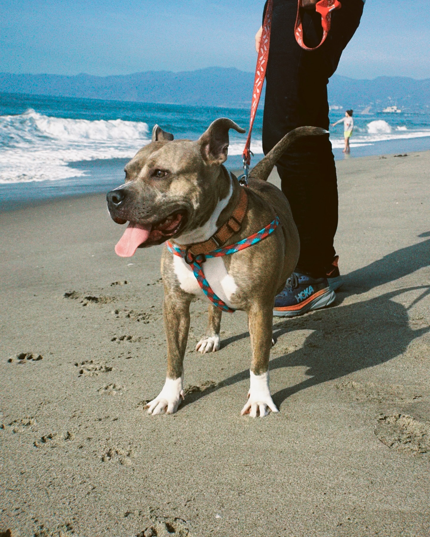 Happy Mother’s Day to all the incredible mama dogs out there, whether in shelters, foster homes, or with their forever families. Their resilience, devotion, and unconditional love is something truly special. 
Chilli is one of those special moms. She’s been waiting over a year for a family to call her own, and she deserves all the love this world has to offer. Learn more about Chilli at the link in bio.