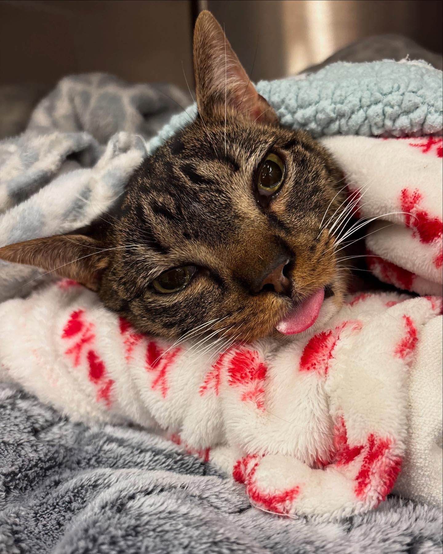 Hamilton’s Dental Review: ⭐️⭐️⭐️⭐️⭐️
Woke up from my dental feelin’ fresh & GOOD! Big purrs to MVP’s surgery team—y’all are the best in the industry. My breath’s better, my smile’s brighter, and my nurses/doctors? 10/10, would cuddle again