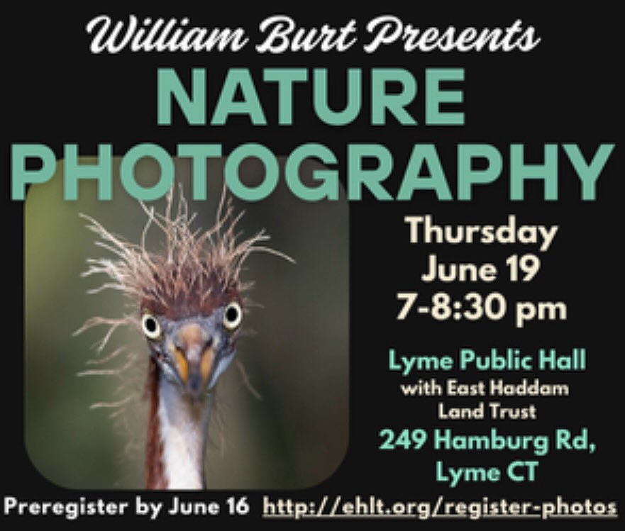 Join us at this exciting event from 7-8:30 pm, Thursday, June 19, at Lyme Public Hall in the Hamburg section of Lyme. Naturalist and photographer William Burt will lead a presentation and discussion, sponsored by East Haddam Land Trust and Lyme Public Hall. William Burt is author of four books, and his photographs have been shown at museums across the U.S. and Canada. (see: williamburt.com). Preregistration by June 16 requested at: http://ehlt.org/register-photos.