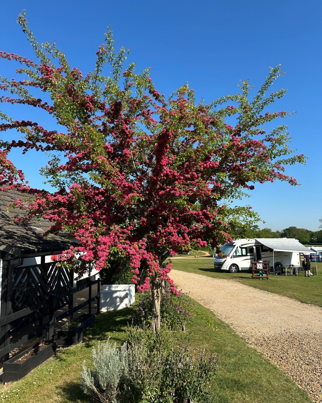 Look at this beautiful hawthorn blossom🌸💜 Red Shoot Camping Park