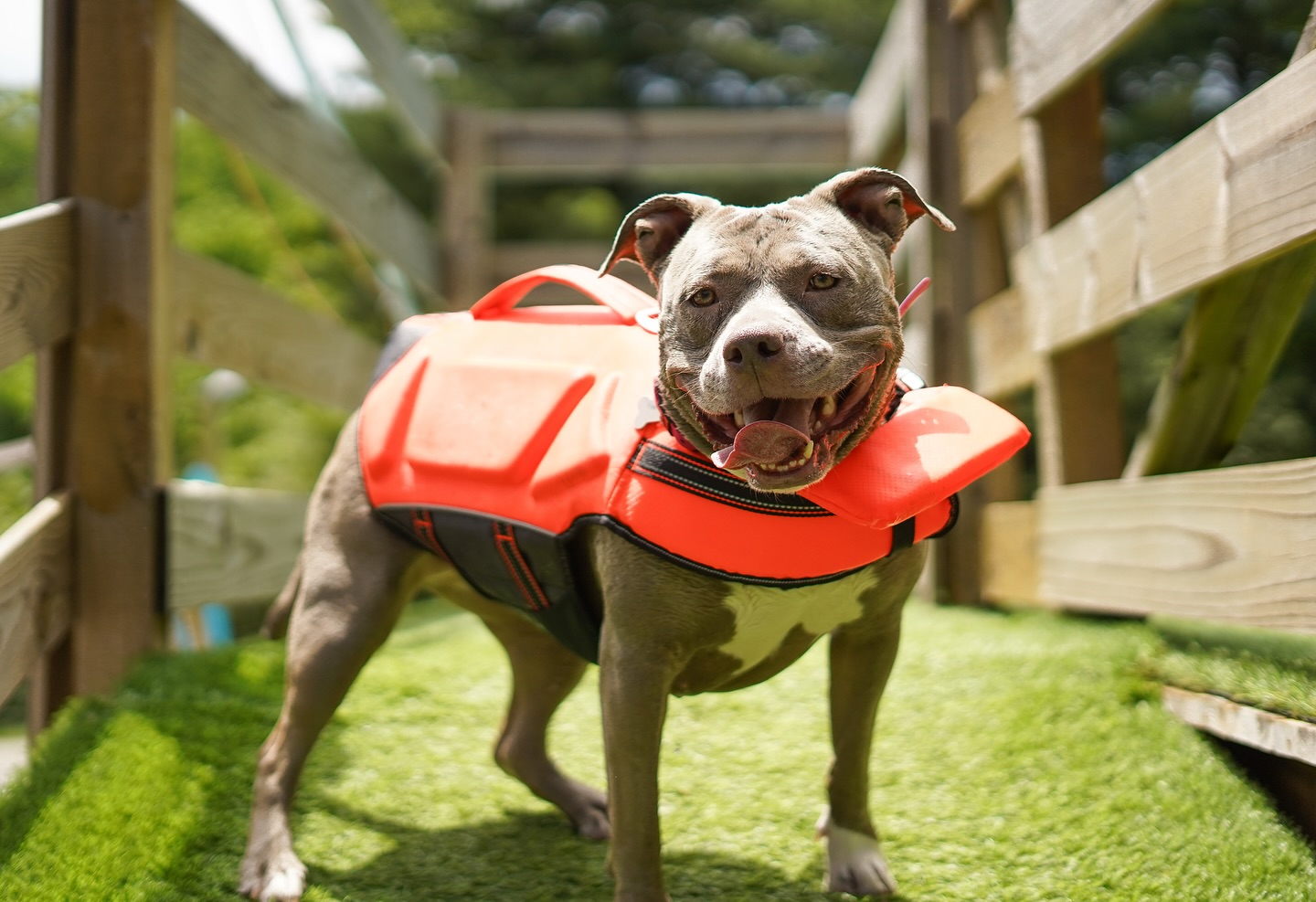Happy Sunday from our favorite float queen, Cakes! No rush, no fuss—just smooth strokes, soft splashes, and a perfect afternoon by the pool. Exactly how weekends should feel. 😎☀️💦
#HappySunday #CALK9s #DogSwimDay #DogEnrichment #WeekendWithDogs #RelaxedRetriever #PitBullLife #ChillDogClub #SwimmingDog #DogWaterFun #FloatQueen #SlowSundays #CanineConfidence #DogDockLife #WorkingDogRestDay #DogLifeJacket #HydroHound #DogFriendlyTN #SundayMood #K9Care #DogSelfCare #GallatinTN #GallatinDogs #NashvilleDogs #NashvilleDogTrainer #NashvillePets #MiddleTNDogs #TNDogLife #TNDogTrainer #SumnerCountyDogs