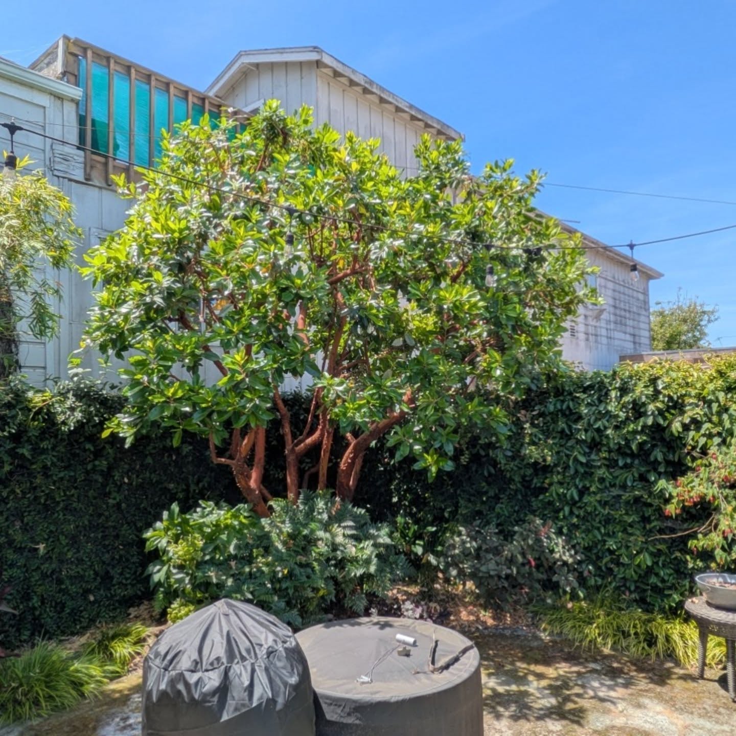 Pruning away #weouthere #pruningtrees #alamedaca #arborist #cyclingarborist