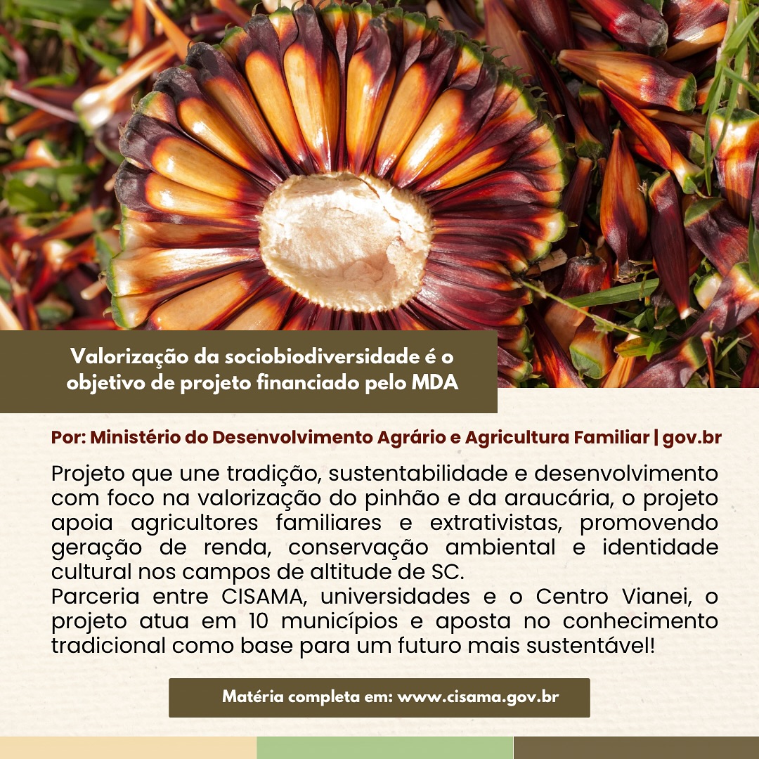 ? Sustentabilidade na Serra Catarinense!
O projeto “Roteiro da Sociobiodiversidade do Pinhão” aposta na valorização da araucária e na criação de um sistema produtivo sustentável.
Com isso, fortalece os agricultores familiares e extrativistas, abre novos mercados e impulsiona a cultura local.
Da natureza à mesa: o pinhão é protagonista de receitas típicas como a paçoca e o entrevero, e agora também de um modelo de desenvolvimento que une tradição e inovação.
? Leia a matéria completa em cisama.sc.gov.br