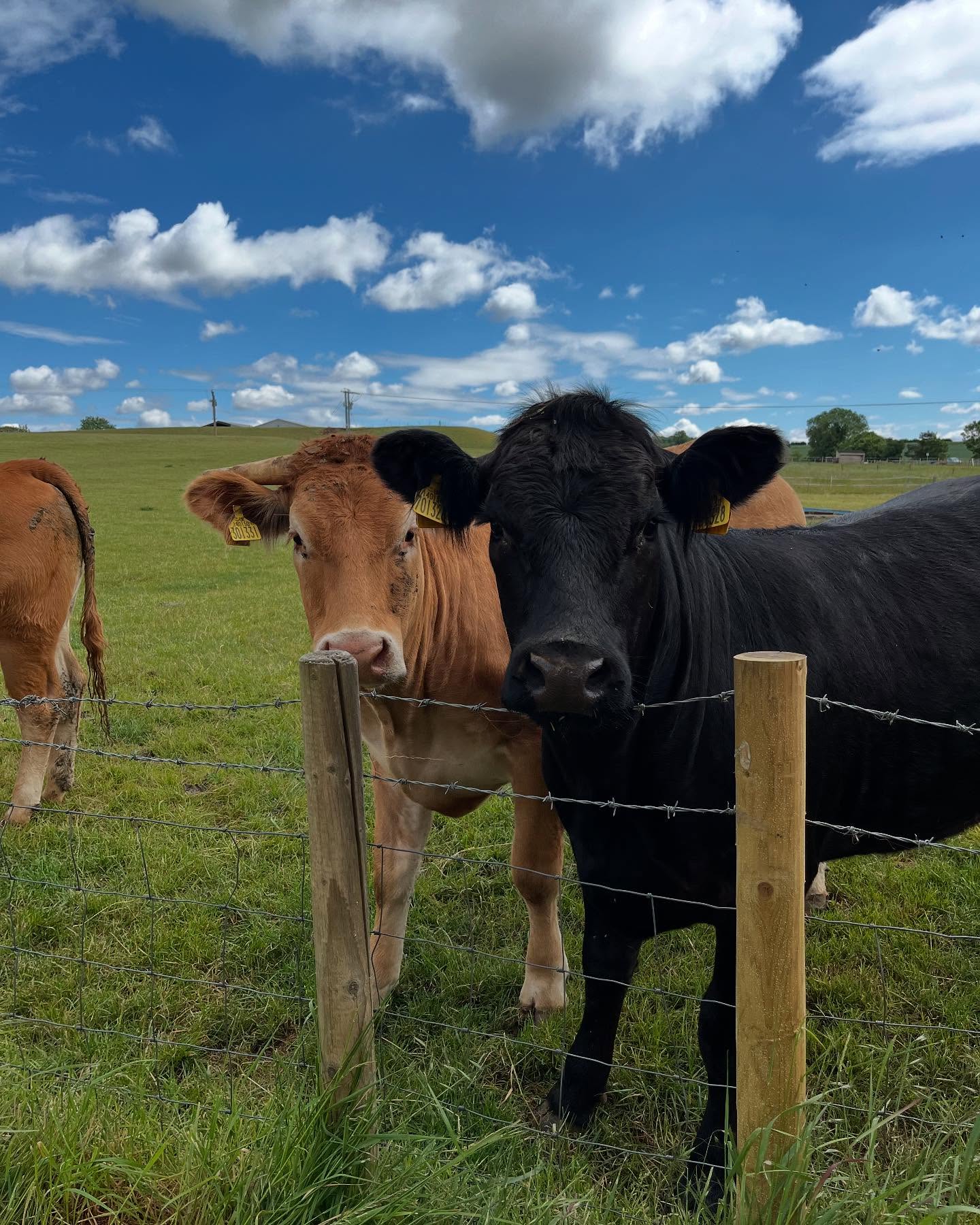 Quick drop in to a new garden being constructed by the fabulous @elitelandscapingltd
The neighbours are very interested in what’s going on.
#newgarden #outdoorliving #gardeninspiration #gardendesign #gardendesigner #garden #wildlifefriendly #grantham #stamford #newark #rutland #lincolnshirebusiness