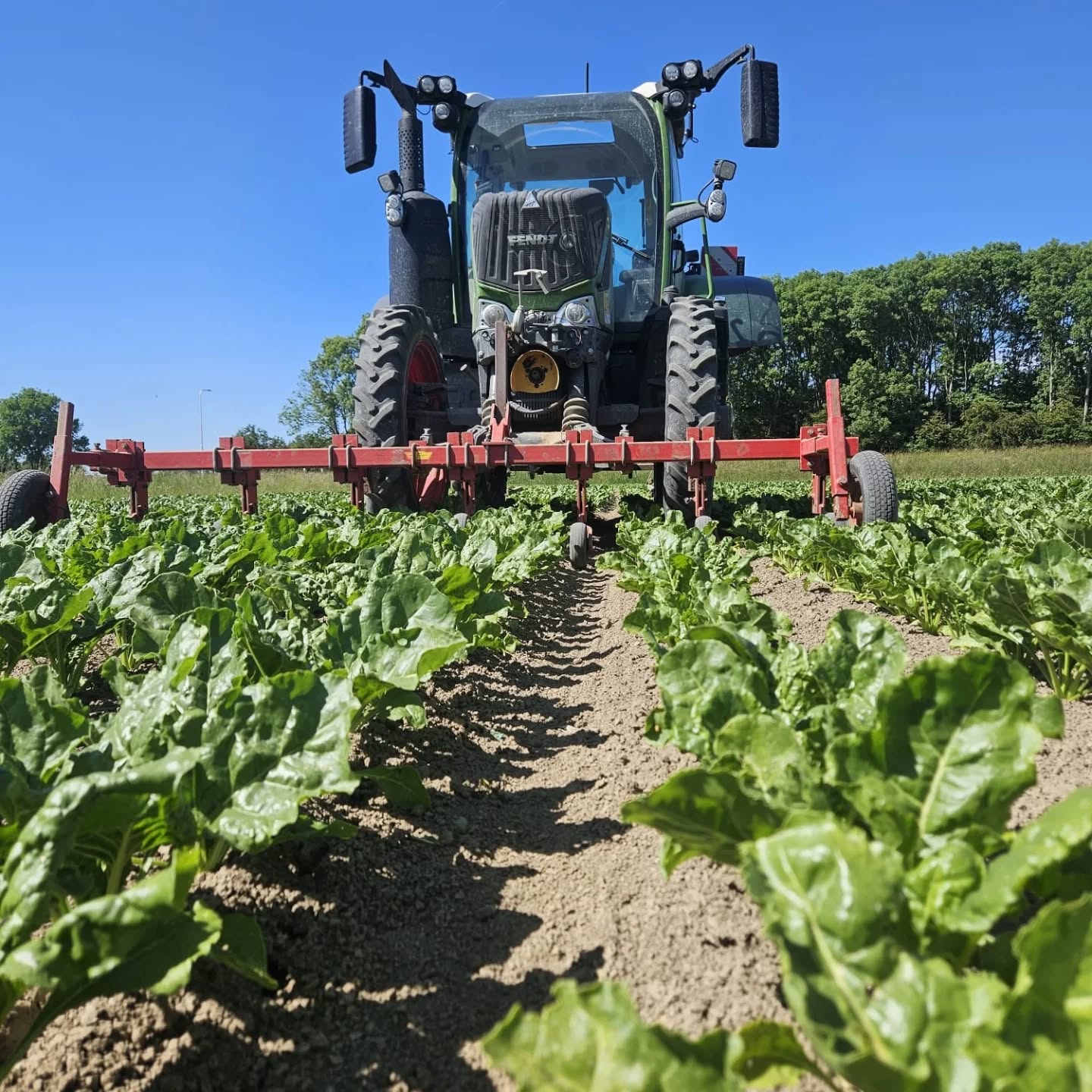 Oud en nieuw💪🏼🦾
Onkruid bestrijding is nog steeds een van de grootste klussen in de akkerbouw. Wij doen dat op allerlei manieren, zowel chemisch als mechanisch❌
Ook handwerk wordt nog volop gebruikt👐
Wij gebruiken soms oude schoffel technieken waarbij je gewoon nog zelf moet sturen en heel goed moet opletten en een andere keer met een camera gestuurde machine die de onkruiden ziet en deze met een klein beetje chemie om zeep helpt💯
Zo zie je, dat laatste jaren er heel veel ontwikkelingen zijn in deze hoek, van oude technieken in een heel nieuw jasje tot laser gestuurde zelfrijdende machines💫Meestal dure machines waar de loonwerker ons mee komt helpen😅
#hoekschewaardappel
#onkruidbestrijding
#oogst2025
#ecorobotix
#suikerbieten
#zaaiuien