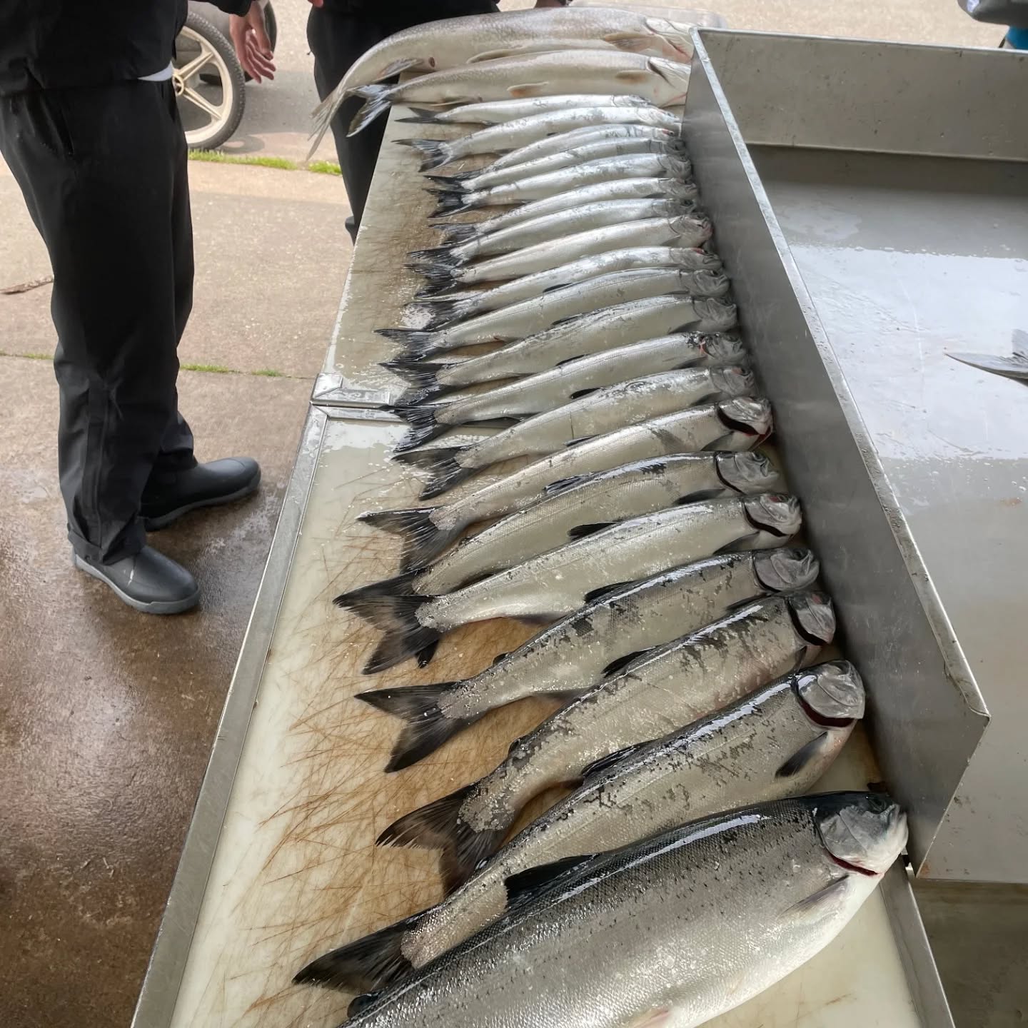 The in-shore fishing has been incredible lately and the salmon bite is hot! We have some availability this week still, thursday morning just opened up! Check out these pics from a couple days ago.. 27 fish on a 6 hour trip! They hit a 5 man limit and threw a few back! 🔥😎🎣