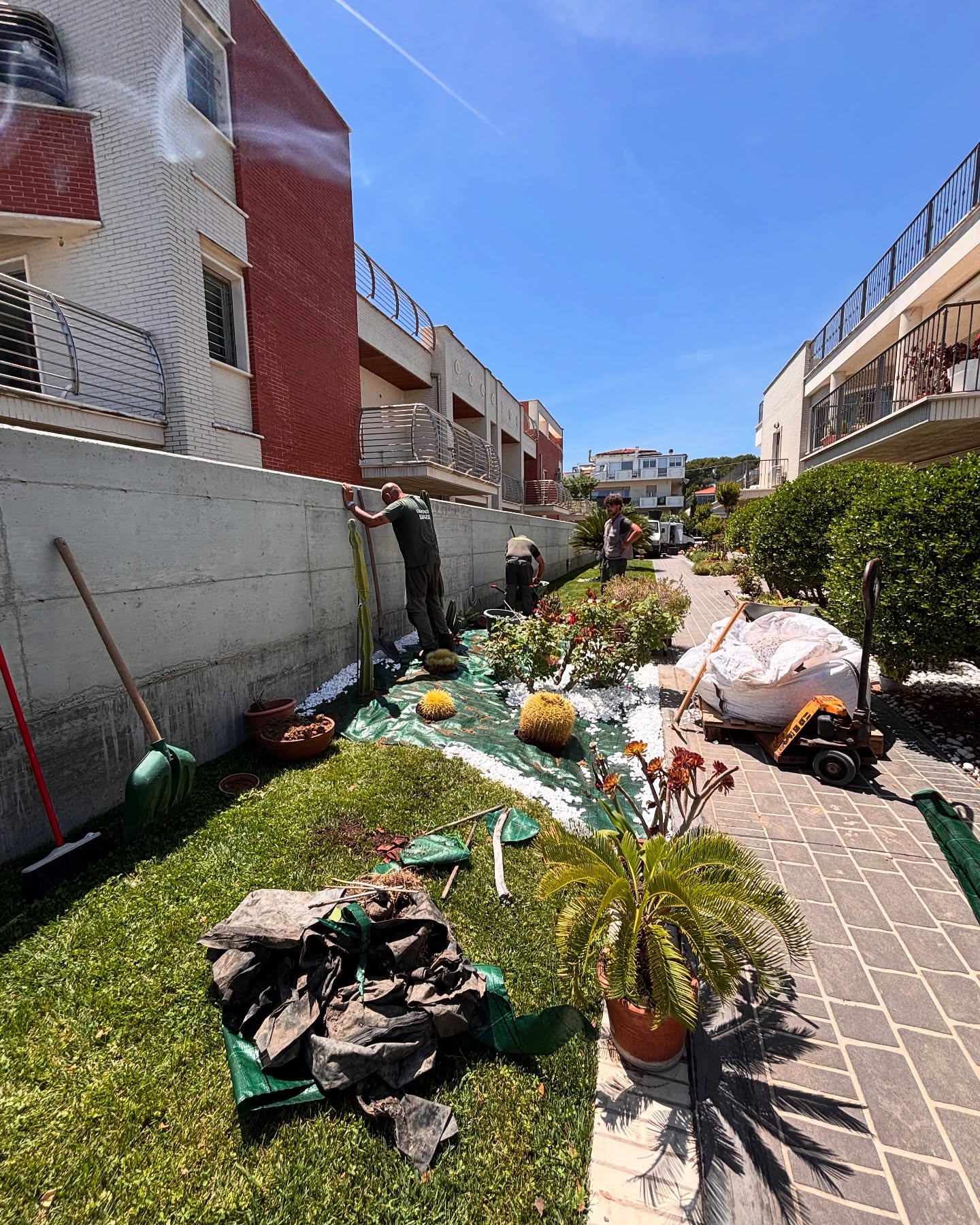 Cactus a tutta 🌵 🌵🏜️🏜️
☘️ @savino_srls 💪🏻