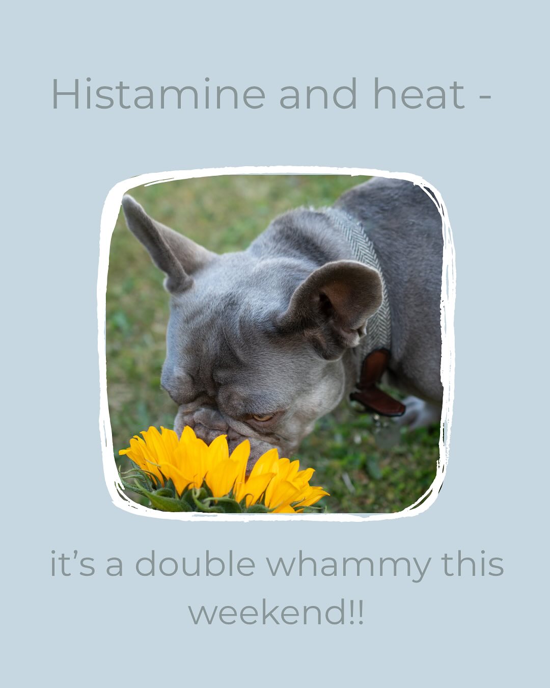 How’s the weather where you are today? 🥵
Bruno and I are seeking shade, it’s far too hot for us.
Whatever your plans this balmy weekend, have fun & stay cool! 😎 x
#heatwave #electrolytes #histamine #frenchbulldog