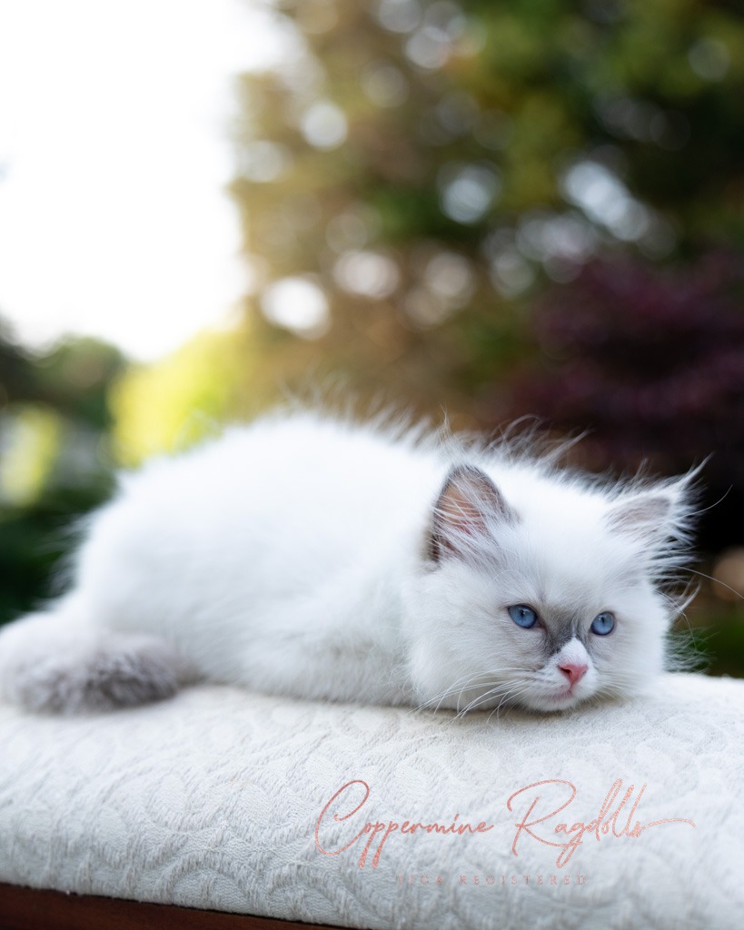 So dreamy — Mr. Blue, our little Gumdrop. 😻 Kitten…