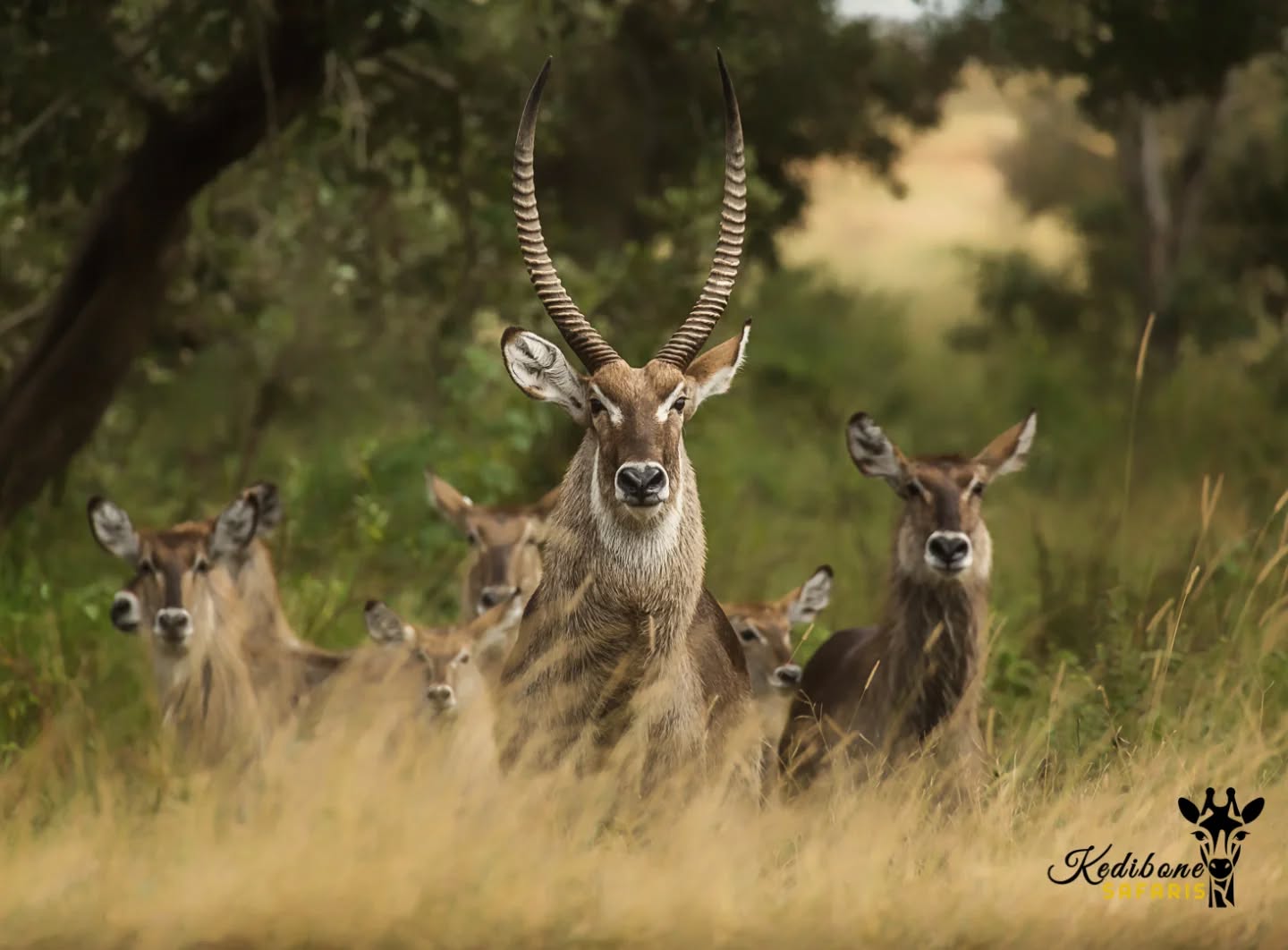 Waterbuck family
Follow:👇
@kedibone_safaris
#sunset #waterbuck #golden hour #perfectday #krugersafari #naturewildlifephotography #specialmoments #kedibonesafarifamily #krugernationalpark
#bestsafaribyfar #gamedrives #wildlife #wildlifephotography #wildlifelovers #nature #natgeowild #besttimeever #wildographydudette #safariphoto #phalaborwaco #Africa #southafrica #girlpower #wedotourism
@krugernationalpark @phalaborwa.co.za @renataewaldwildlifephotography @meetsouthafrica