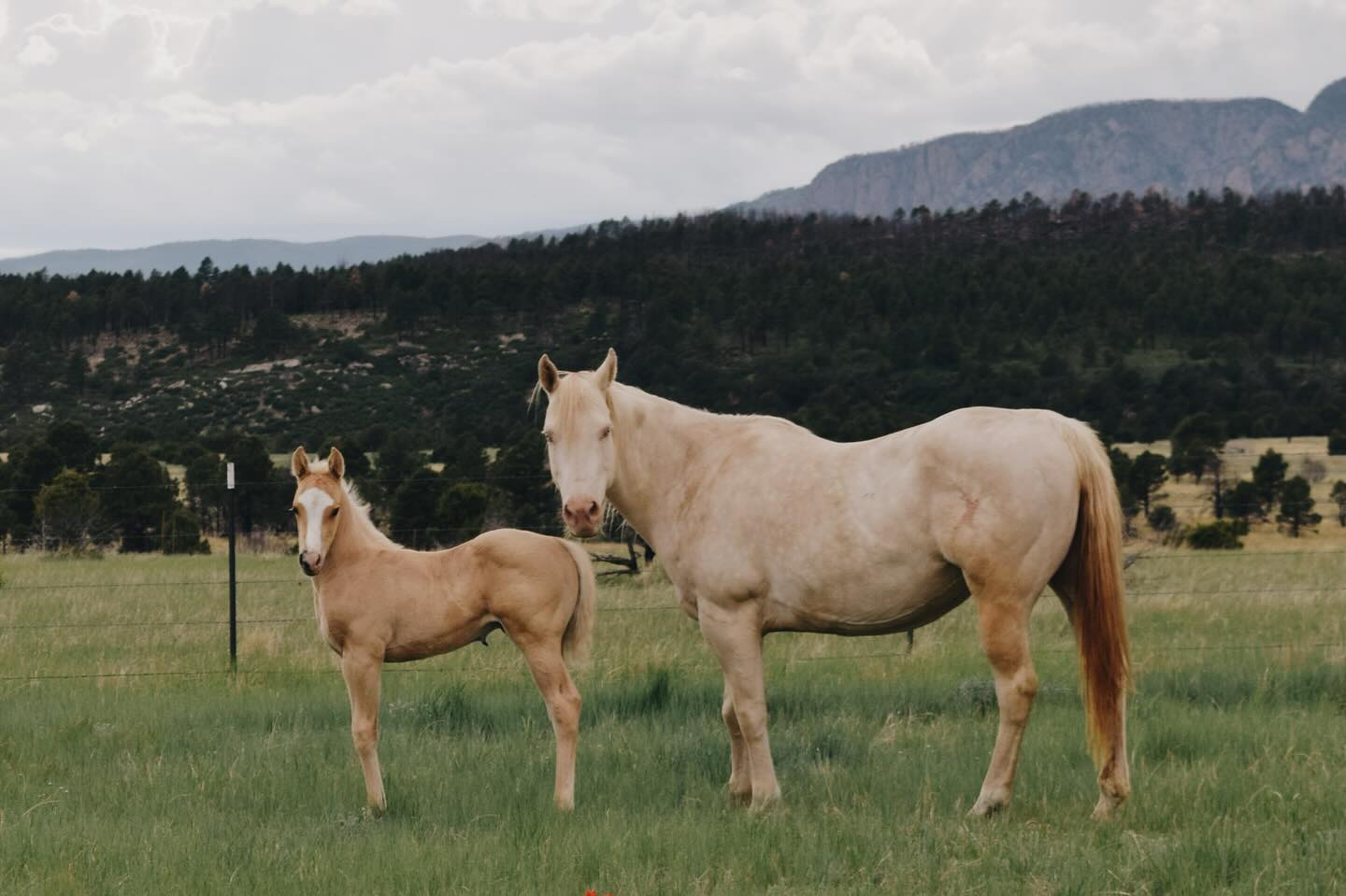introducing FROST BONNET aka DOVE 🕊️, a sixteen year-old AQHA registered perlino mare. dove is everything i could want in a mare: gentle but tough, small but mighty, and proven in the show ring and as a mom! she is by BSCC ON EAGLES WINGS, a talented, athletic, gritty cowhorse and a very special guy! with legendary names like COOL LITTLE LENA, DOC OLENA, SUGAR BARS, POCO BUENO, and LEO on her papers, dove has the pedigree to back up her accomplishments.
we’re so excited to welcome her here to her new home in the desert with her new colt! more on him later 💗
