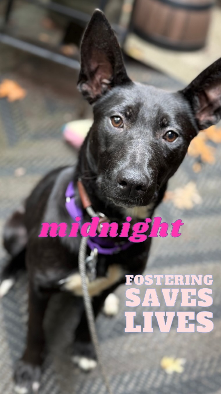 When we say fostering saves lives—we mean it.
Fostering isn’t just about giving a dog a break from the shelter. It’s about giving them a chance. A chance to decompress. A chance to feel safe. A chance to learn how to be a dog. It’s how fearful dogs learn to trust, how anxious dogs learn to relax, and how shut-down dogs find the courage to stand up and walk again—literally.
Because what they get in a foster home is what every dog needs: safety, structure, routine, guidance, play, enrichment, and—maybe for the first time—a compassionate environment.
That’s how dogs heal. And that healing? It’s often what makes adoption even possible.
So let me tell you about Midnight.
I met her on Friday at the shelter, completely shut down. She couldn’t walk. Staff had to carry her to a patch of grass where simply standing was considered a win. She wouldn’t move off her bed, wouldn’t engage with people, and is only 7 months old. That kind of stress—and at that age—is dangerous. If left to grow, it doesn’t just lead to shutdown. It can lead to fear-based aggression, mistrust of humans, and heartbreaking outcomes.
So I brought her home.
And already, in just a few days, she’s starting to show who she really is beneath all the fear. Because that’s the thing—dogs don’t just “get over” trauma. They grow through it, with the right help.
Fostering doesn’t just open up a kennel at the shelter. It opens up the world to a dog that wouldn’t have had a chance without it.
Thank you to @lostdogandcatrescue for trusting me with this resilient girl. She’ll be available for adoption soon—but for now, she’s just learning to be a dog 🐶 🖤
#FosterDog #DogTraining #dog #adopt #foster