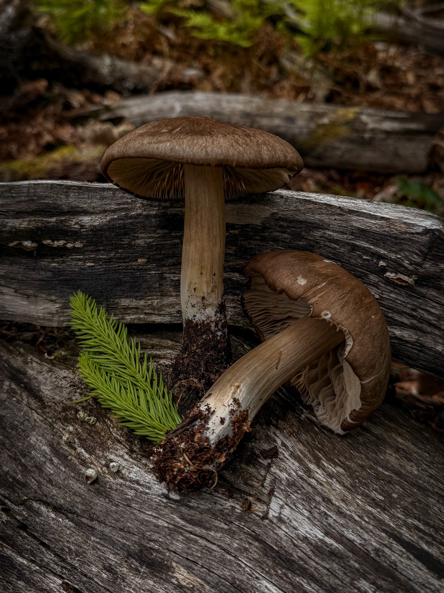 Habt ihr schon die neue Podcastfolge gehört? Jetzt auf Spotify ⛺️
wir waren gemeinsam im Sauerland unterwegs und haben einen Podcast aufgenommen und unseren Weg durch den Wald dokumentiert und selbstverständlicher Weise habt ihr auch auf Instagram wieder ein paar Insider Bilder, die ihr mit dem Podcast verknüpfen könnt. Also schaut auf jeden Fall im Podcast vorbei und verfolgt unsere Folge über die Bilder bei Instagram.