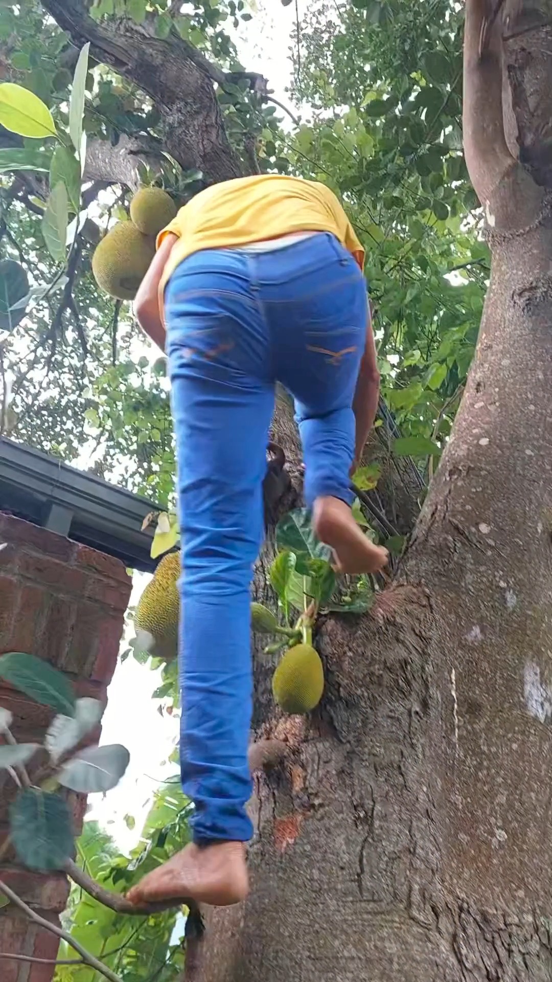 🌿 Experience the Taste of Tradition at Araliya Villa – Ella Nine Peaks 🌄
Step into the heart of Sri Lankan village life 🇱🇰 with our special jackfruit dish preparation at Araliya Villa. Watch as Indika 🌴, full of energy and spirit, climbs the jack tree herself to bring down the freshest fruit 🍈.
In our open-air kitchen 🔥, Master Chef Sanjeeani 👩🍳 transforms this humble ingredient into a delicious jack curry with scraped coconut 🥥—slow-cooked and full of flavor.
Meanwhile, Saroijini stirs up a rich and spicy dry fish curry 🐟🌶️, and Indika brings the heat with a fiery kochchi sambol 🌶️🔥.
These are the kinds of soulful meals 🍛 and unforgettable moments ✨ that await you at Ella Nine Peaks. Come for the views 🌄, stay for the taste of home 🏡.
