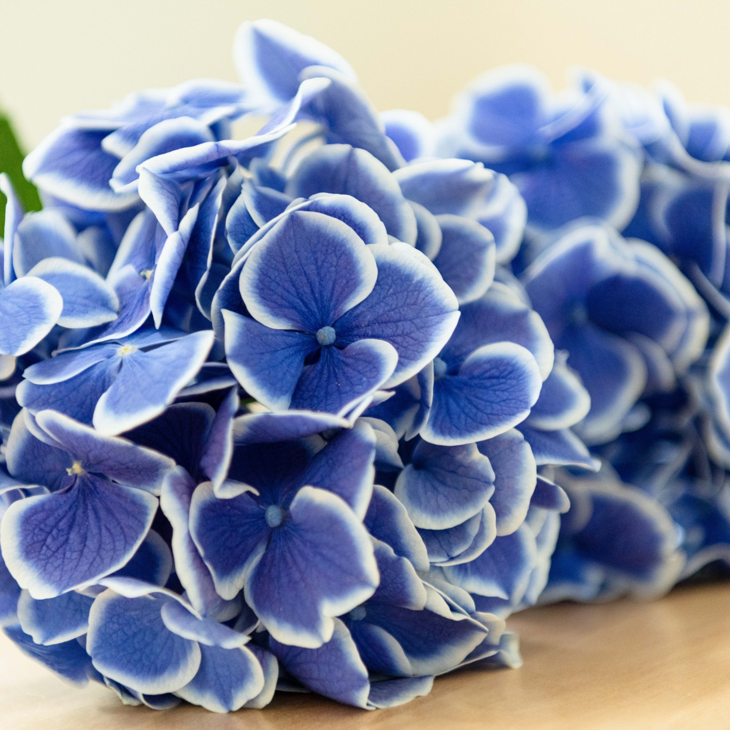 Blue, blue and more blue....these show stopper hydrangeas went from a bridal shower to hospice patients with a bit of repurposing thanks to the generosity of Ruth @ruthridgewaydesigns. Not only did the volunteers love the color, so did the new recipients. Smiles all around. 😊 Thank you Ruth! @accent_care in Connecticut, photos @elloyd12