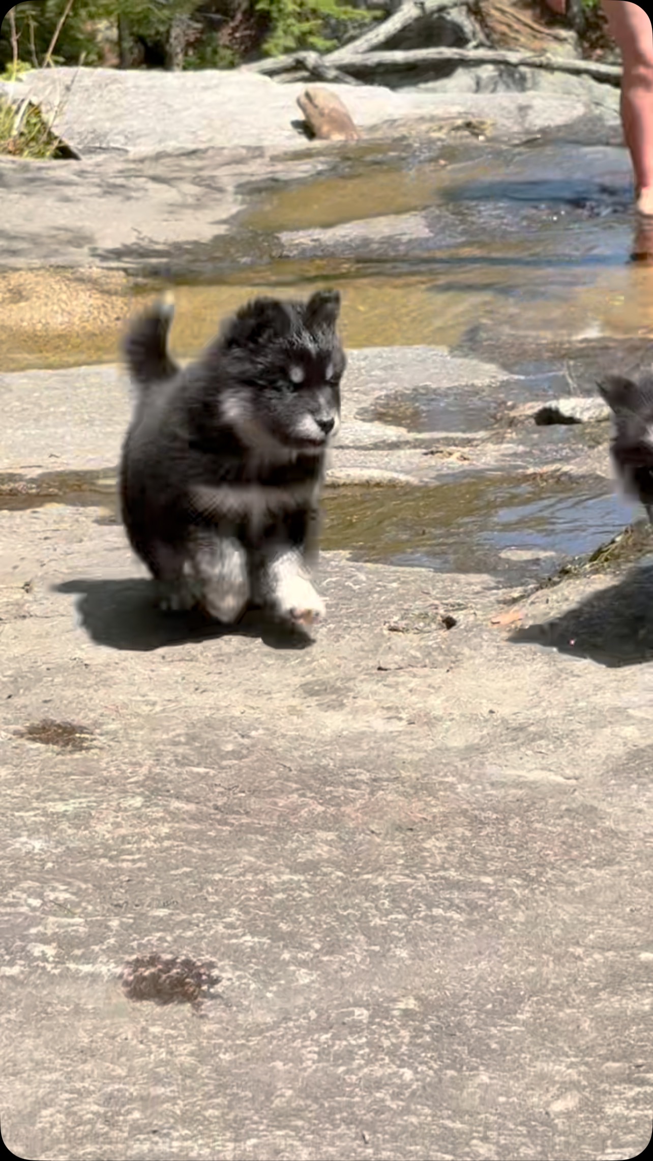 Loving our river adventure! #foxfirearcticspitz#pomsky#pimskies#pomski#pomskypuppies#puppylove#puppylife#puppydog#pomskypup#puppers#instapup#pom#husky#woof#puppystagram#puppiesofinstagram#puppyofinstagram#huskymix#siberianhuskypuppies#huskygram#instahusky#huskyworld#huskynation#thepomsky#pomskydog#thehusky#cutepuppy#puppyoftheday#puppyreel#canine