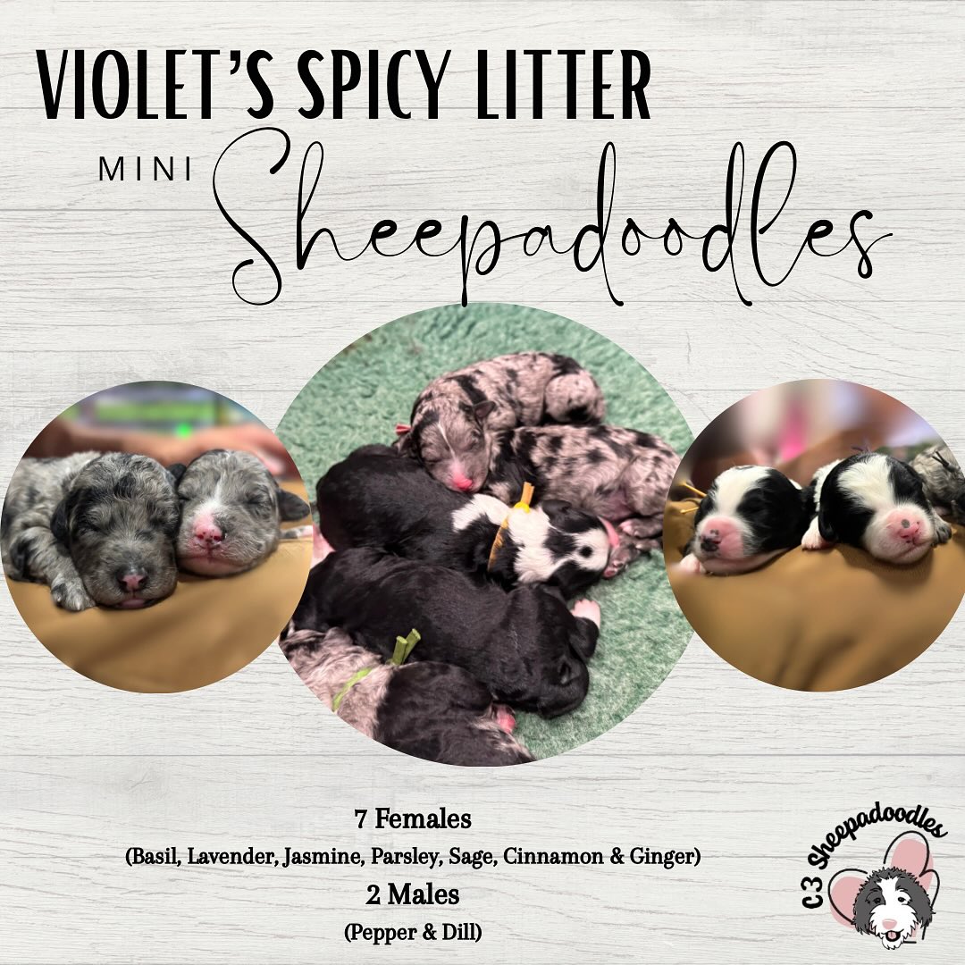 We are very happy to announce Violet’s spicy litter!! Merle and black and white mini Sheepadoodles. We have a few spots still available in this litter. For more information please visit our site https://www.c3sheepadoodles.com/puppies or send us a message.