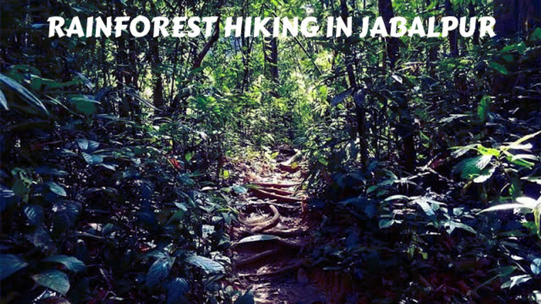 Explore the hidden trails of Jabalpur with Trexpert! Adventure awaits in the lush rainforests. 🏞️🌧️ #trexperthikes #rainforesthiking #jabalpurtrails #monsoontrekindia #explorewithtrexpert #hiddenjabalpur #ecotrek #chasingraintrails #wanderwithpurpose #naturecallingmp - Link in Bio