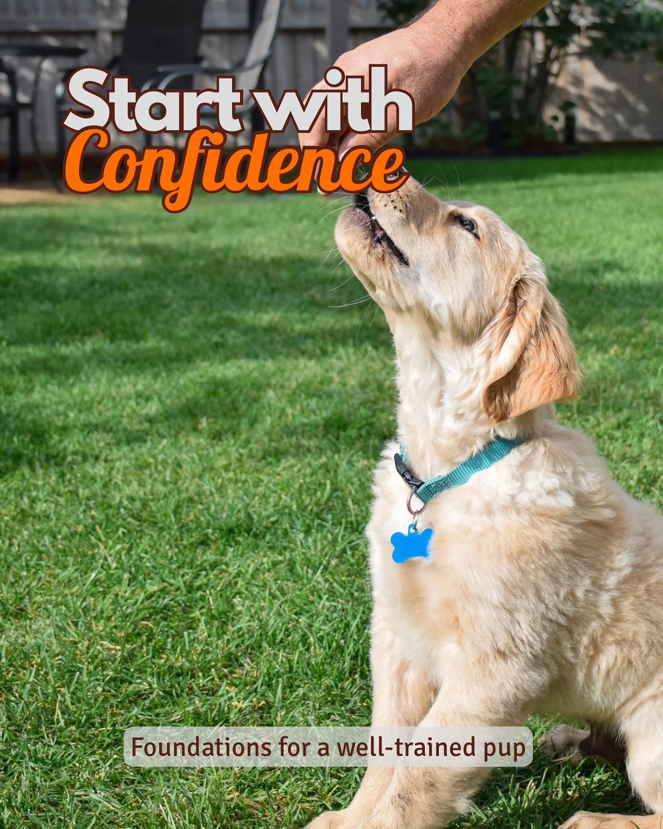 Puppy teeth, perfect sits & the chaos in between...
Got a young gundog pup that’s driving you a bit mad and melting your heart?
You’re not alone.
Our Gundog Puppy course was made for people like you — people who want to give their pup the right foundations, without the fluff or overwhelm.
Think bite-size videos, real-life routines, honest chats about what works & what doesn’t… and support when you hit those “what the hell do I do now” moments.
There’s a saying — you get what you tolerate.
So if you’re tolerating lead-pulling, jumping up or puppy mouthing, guess what? You’ll keep getting it…
That’s why early guidance matters — and why this course gives you the tools to set the tone from day one.
Whether your pup’s just arrived or you’ve been winging it for a few weeks, this course will steady the ship. Because good training isn’t about being perfect. It’s about showing up with a plan, a bit of humour & a lot of love.
Tap the link in bio to check out the Gundog Puppy course — it could change everything.
✉️ pawsandplay1@gmail.com
? 07871 594529
? https://www.pawsandplay.online/courses
FB - Paws and Play Gundogs
Instagram - @pawsandplaygundogs
.
.
.
#pawsandplaygundogs #petgundogtraining #gundogtraining #sheffieldgundogs #sheffieldgundogtraining #gundogtrainingtips #onlinegundogtraining #gundogpuppy #puppyclasses #peakdistrictdogs #buxtonbusiness #highpeakdogs #gundogsintraining #onlinepuppytraining #dogtraining #labrador #cockerspaniel #springerspaniel #positivegundogtraining #onlinedogtraining #puppytraining #puppytrainer #sheffielddogtraining #gundogtrainingtips
#accreditedpetgundogtraining #petgundog #sheffielddogs #sheffieldbusiness #peakdistrictbusiness #gundogjourney