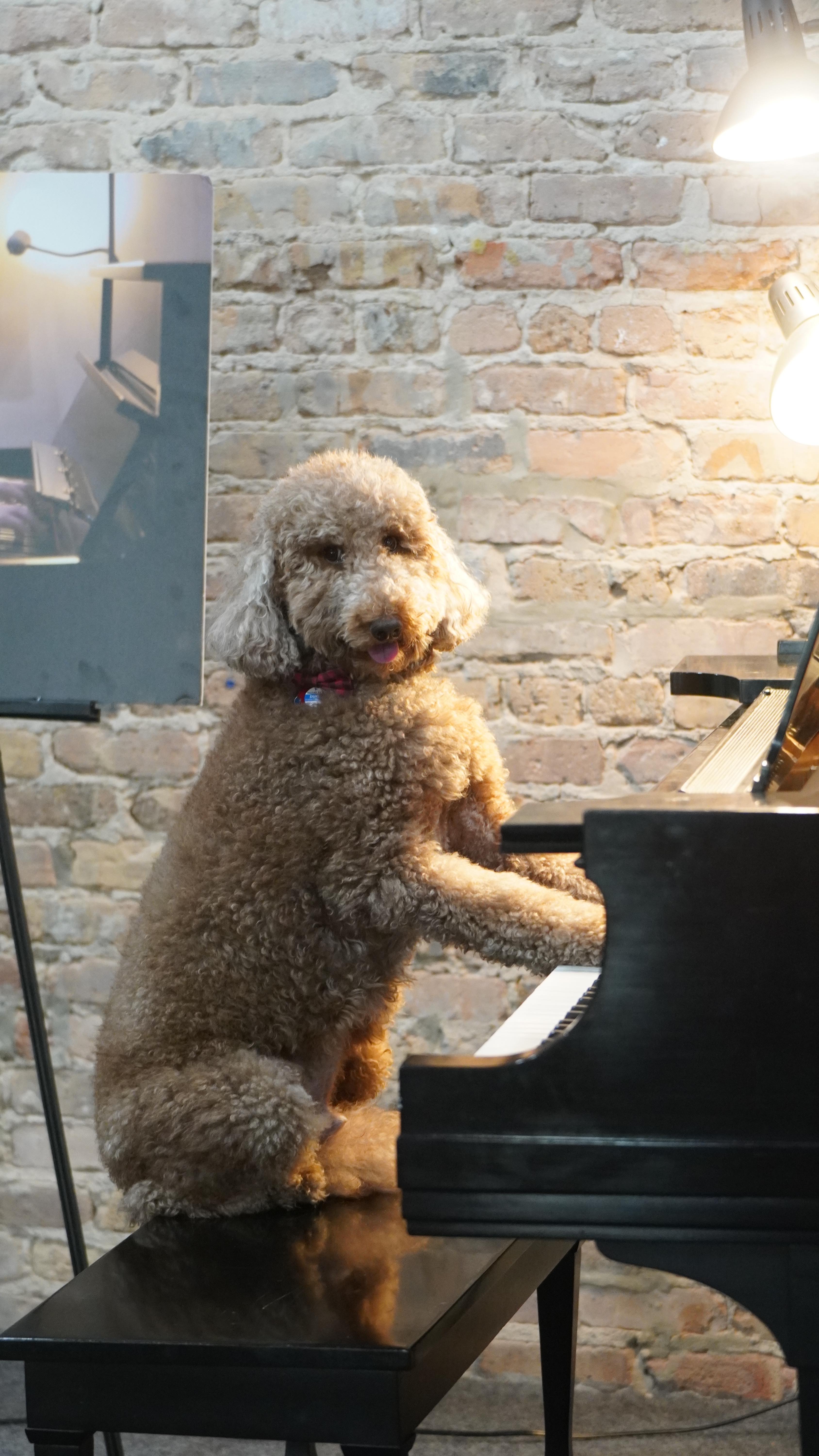 A day in the life of Duke! 🦮✨ Our FAME Center’s paw-some coordinator is always on duty. 🐾💚
#FAMECenter #FAMESummerCamp #fyp #FAMECamp #ArtCampFun #BestBoy #chicagosouthloop
#chicagosummer