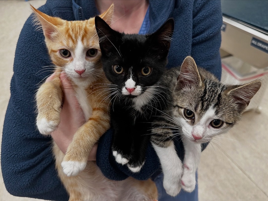Triple Threat !!!