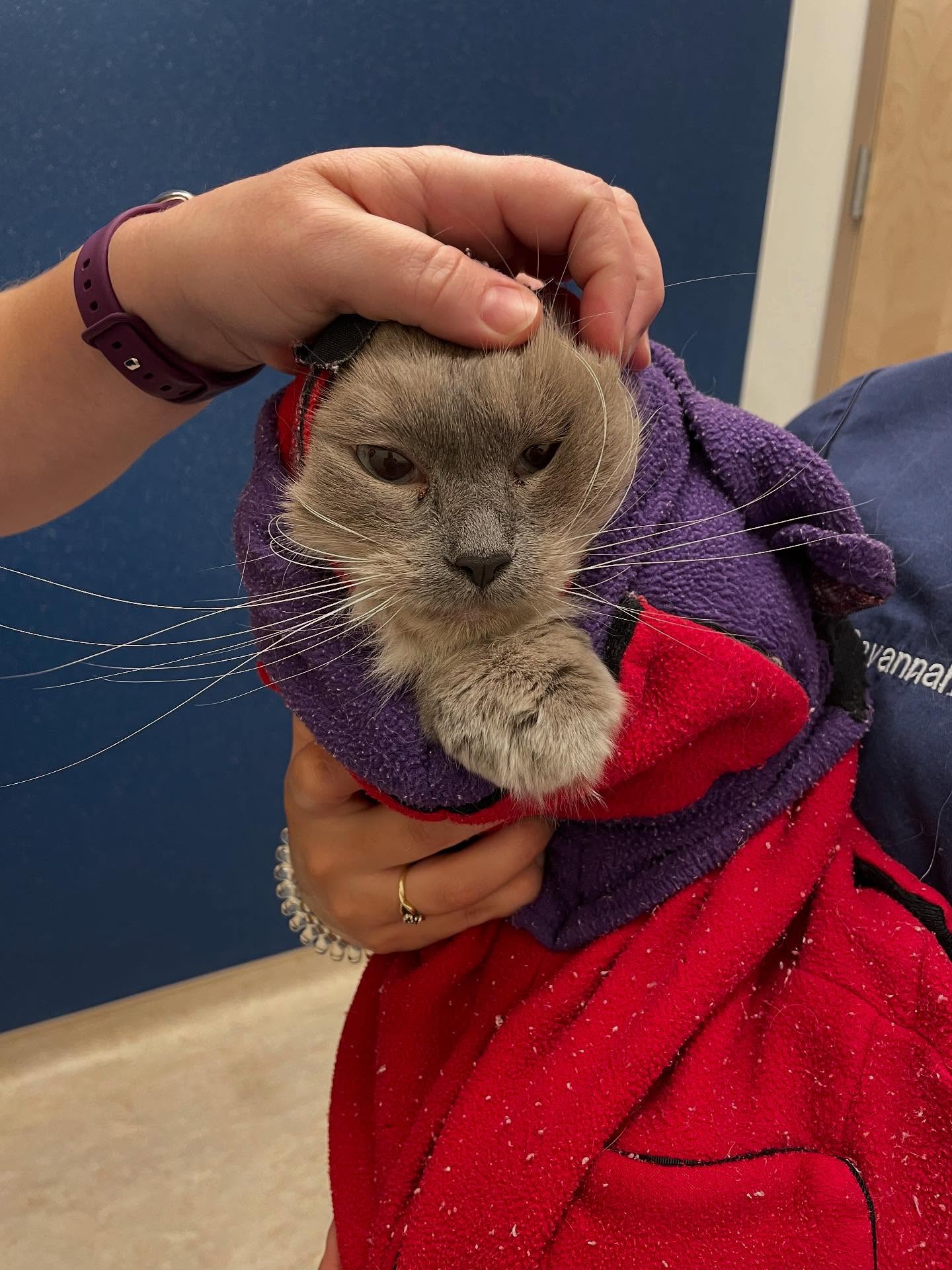 When you’re mad about getting vaccines, but want head scratches