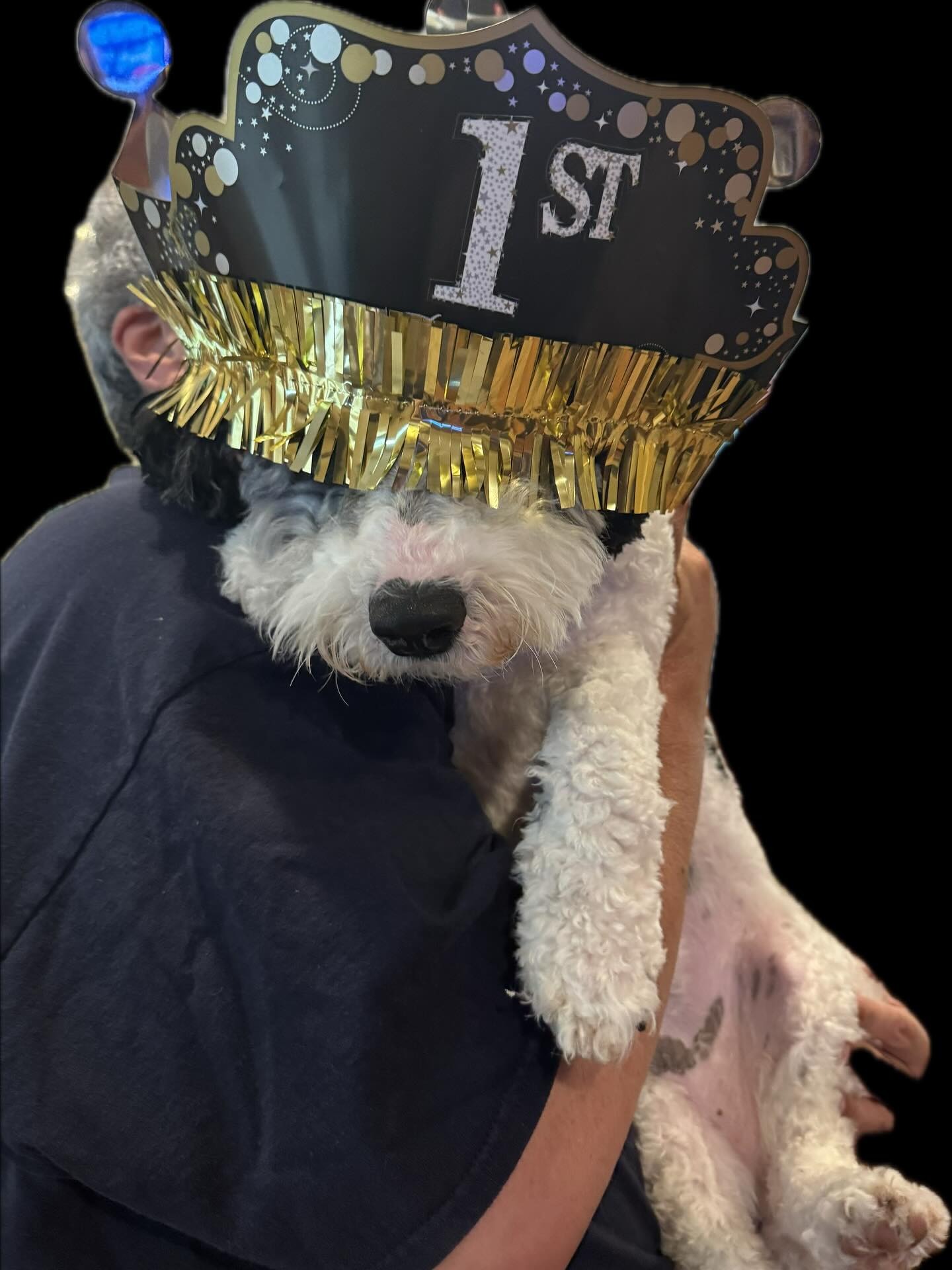 Happy 1st Birthday to Aspen’s Sweet Treats litter. So glad their families sent pics over today!!!