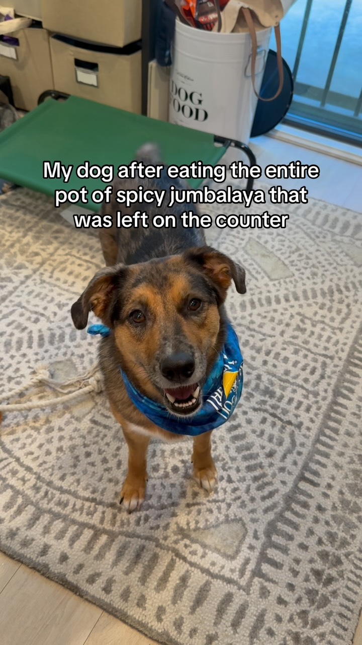 You cannot imagine the 💩 I dealt with that week…
#dog #amaya #loveisland #dogsofinstagram