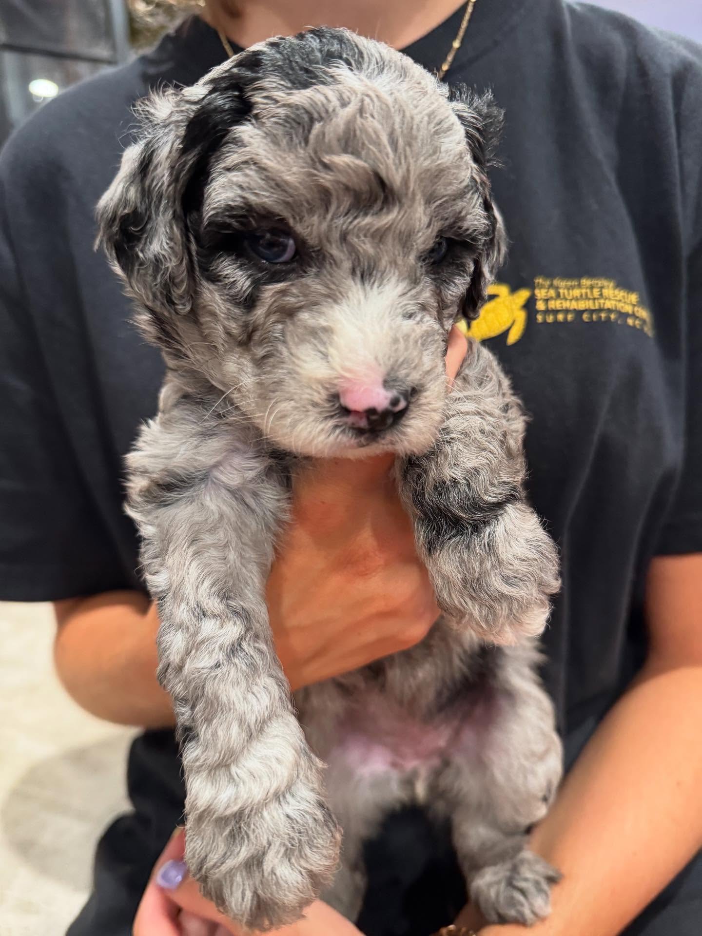Violets spicy litter is now 4 weeks old! Puppy selection is this weekend. We still have 2 spots avaliable in this litter. Application is open: https://apply.gooddog.com/c3-sheepadoodles-new-jersey
