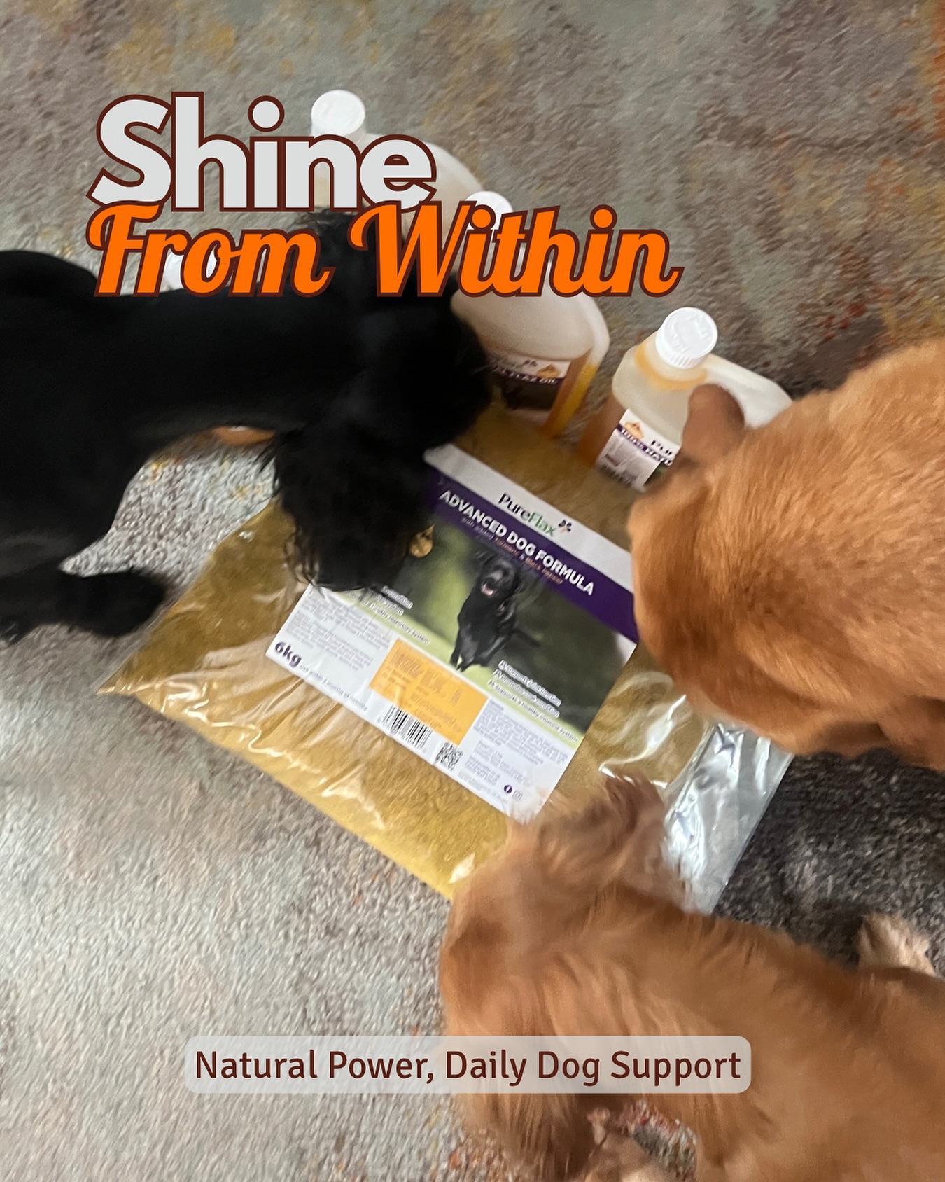 Yeahy – it’s nearly Friday…
& the dogs have just clocked a fresh stash of our go-to supplements from @teampureflax ?
I’ve used these from day one – puppyhood right through to the oldies
& it shows… we get complimented about their coats & muscle condition all the time!
But there’s so much more going on behind the scenes…
? Muscle recovery
? Joint support & reduced stiffness
? Cognitive function
?️ Immune health
? Inflammation reduction
? Tendon & ligament support
? Digestive balance
✨ Coat shine & condition
? 100% natural, sustainable & packed with Omega 3 (balanced with Omega 6 too)
Such a long list of benefits… all in one simple scoop & pour.
We’re proud to be supported by the PureFlax team ?
Trust me – this is the only supplement you’ll ever need.
What are you waiting for?