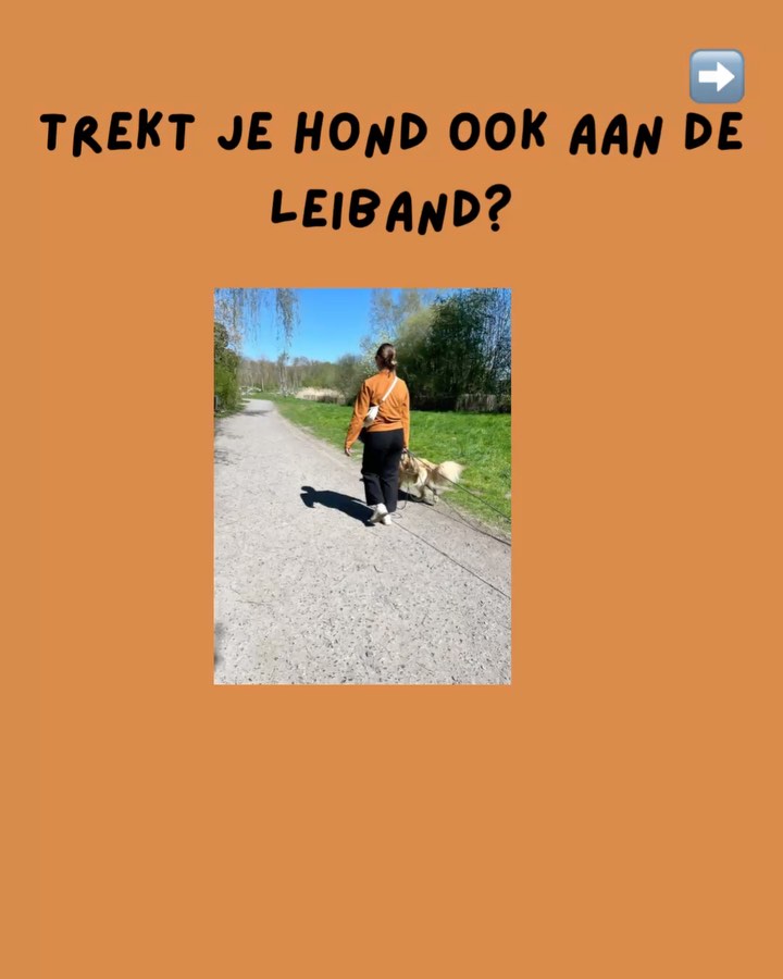 🐾 Wandelen is cruciaal voor je hond – niet alleen voor de beweging, maar ook voor de mentale gezondheid. Toch zien we in de praktijk dat het vaak net daar misloopt... 😞
Trekken aan de lijn, spanning, frustratie... Het hoeft écht niet zo te zijn. In ons traject “Ontspannen Wandelen” leer je hoe je een wandeling weer leuk maakt – voor jou én je hond. 💡
❌ Geen sliplijnen
❌ Geen pinbanden
❌ Geen symptoombestrijding
👍 Wél wetenschappelijk onderbouwde kennis
👉Respect voor je hond
👉Tools die werken op de oorzaak, niet op het gevolg. dus geen sliplijn, Gentle-Leader, pinnen.....
🐶 Lees er alles over op www.delie-dogtraining.be
👉 Start vandaag nog met wandelen in harmonie!
#ontspannenwandelen #hondentraining #hondengedrag #positievehondentraining #wetenschappelijkhondentrainen #hondenliefde #wandelenmethond #deliedogtraining #hondenbaasjes #hondengedragstherapie #diervriendelijketraining